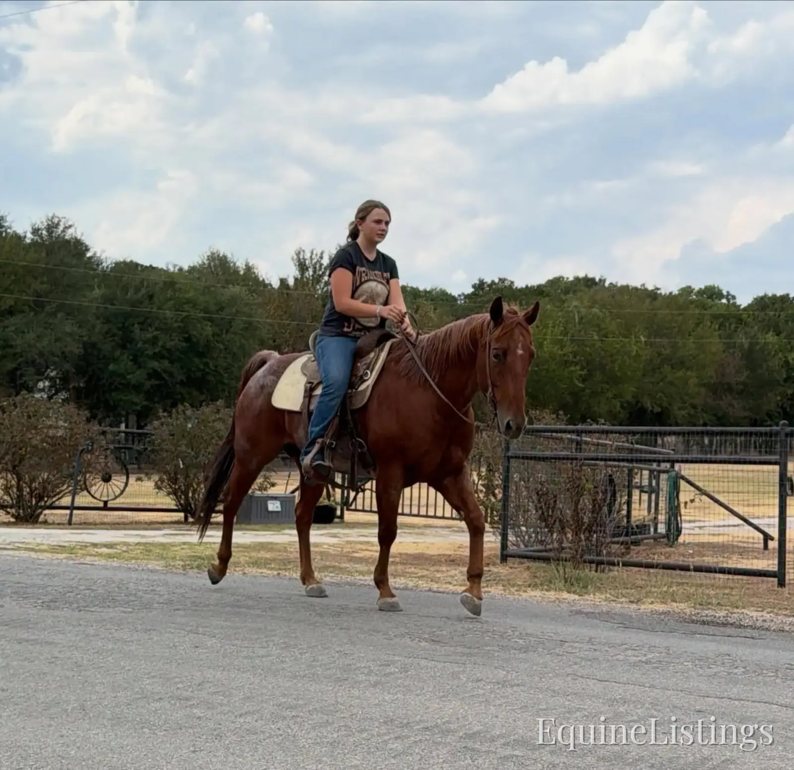 Smarty Red Roan Gelding Other Breed - Photo 4