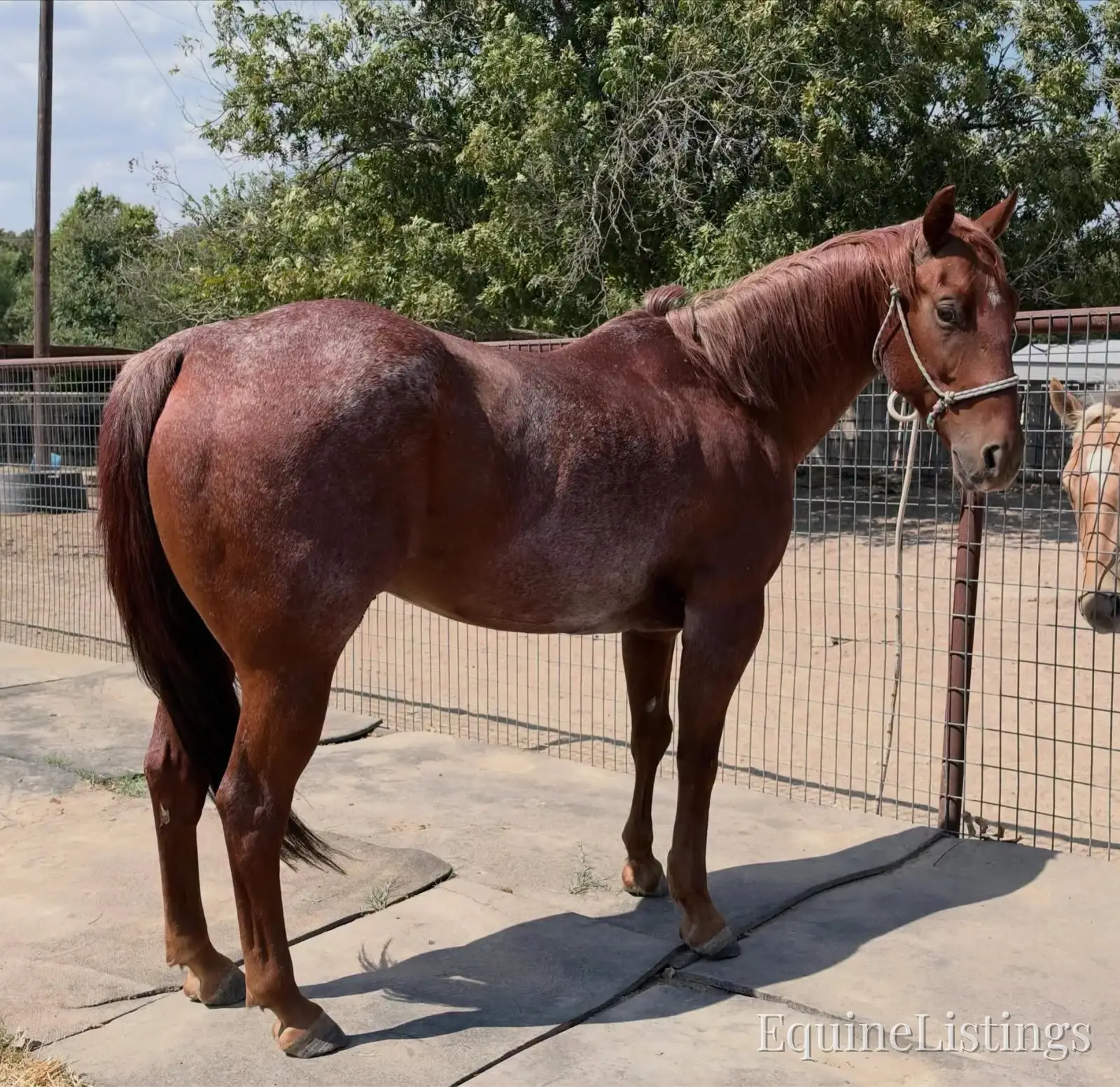 Smarty Red Roan Gelding Other Breed - Photo 5