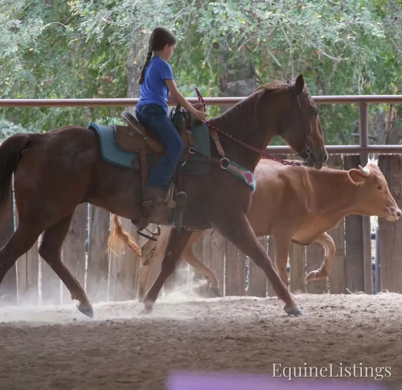 Smarty Red Roan Gelding Other Breed - Photo 6