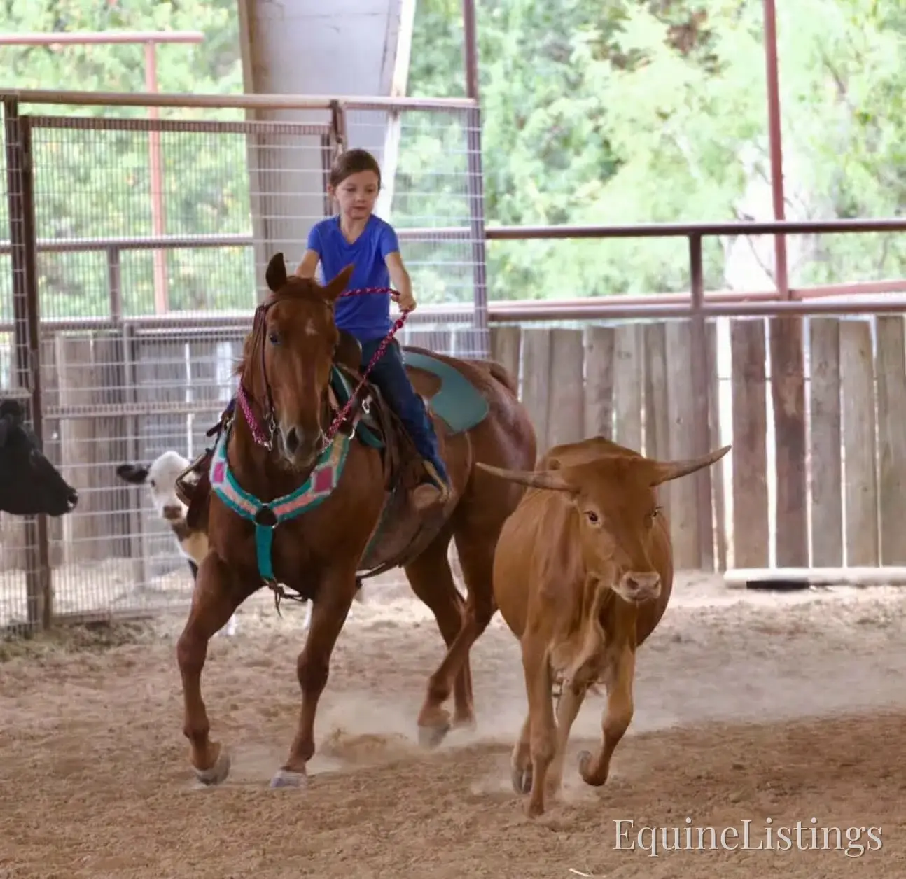 Smarty Red Roan Gelding Other Breed - Photo 7