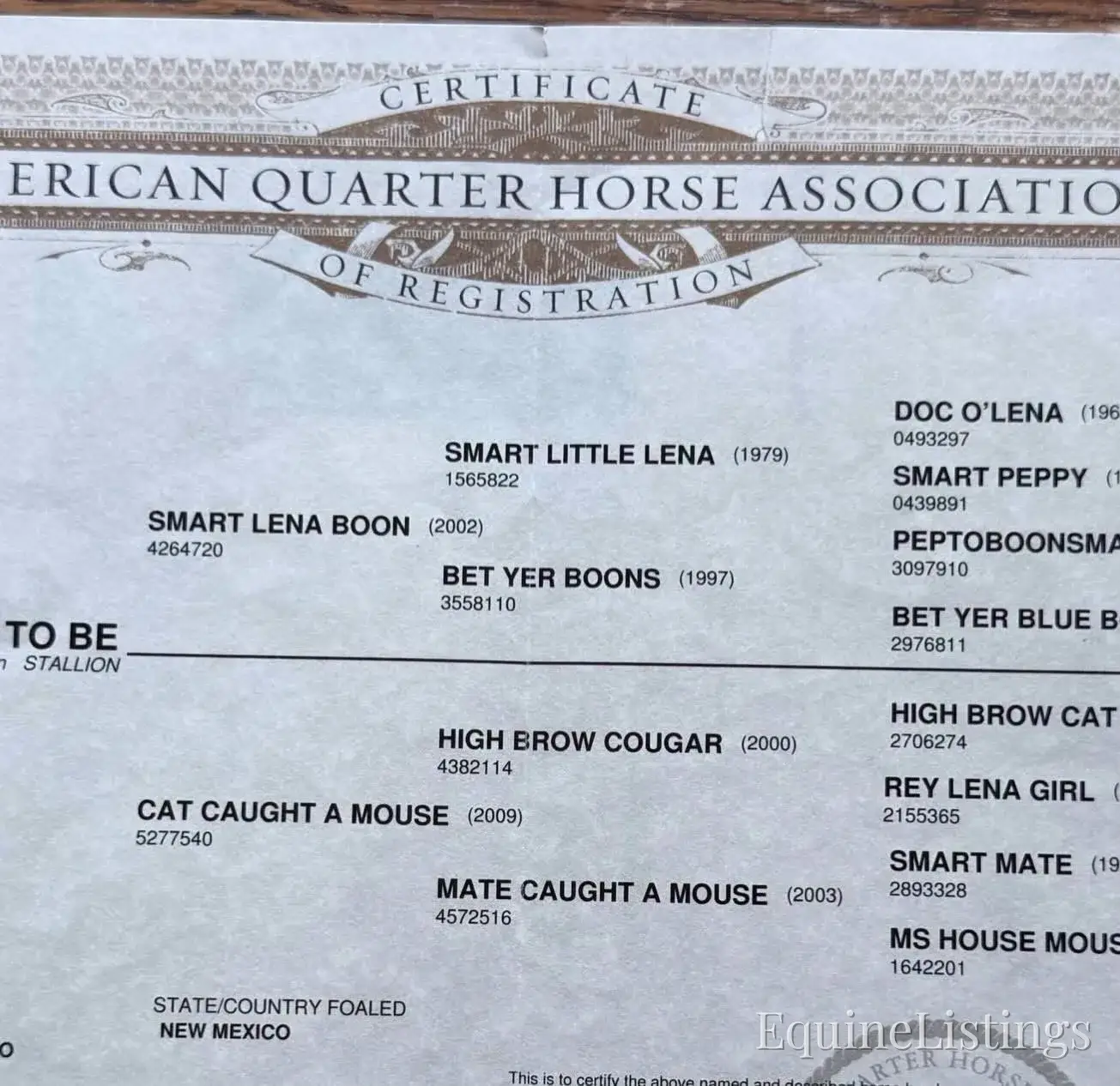 Smarty Red Roan Gelding Other Breed - Photo 8