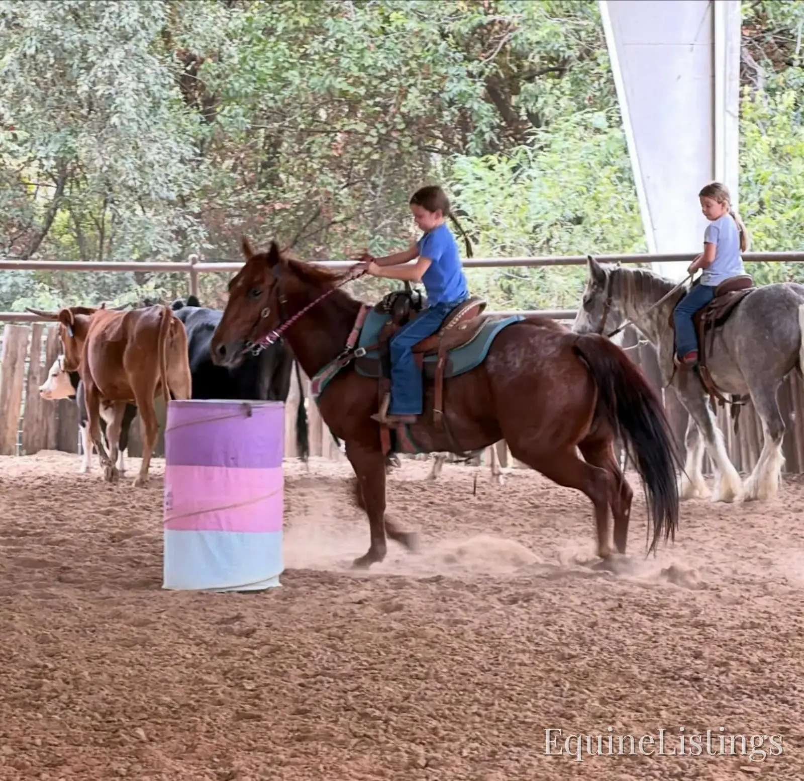 Smarty Red Roan Gelding Other Breed - Photo 9
