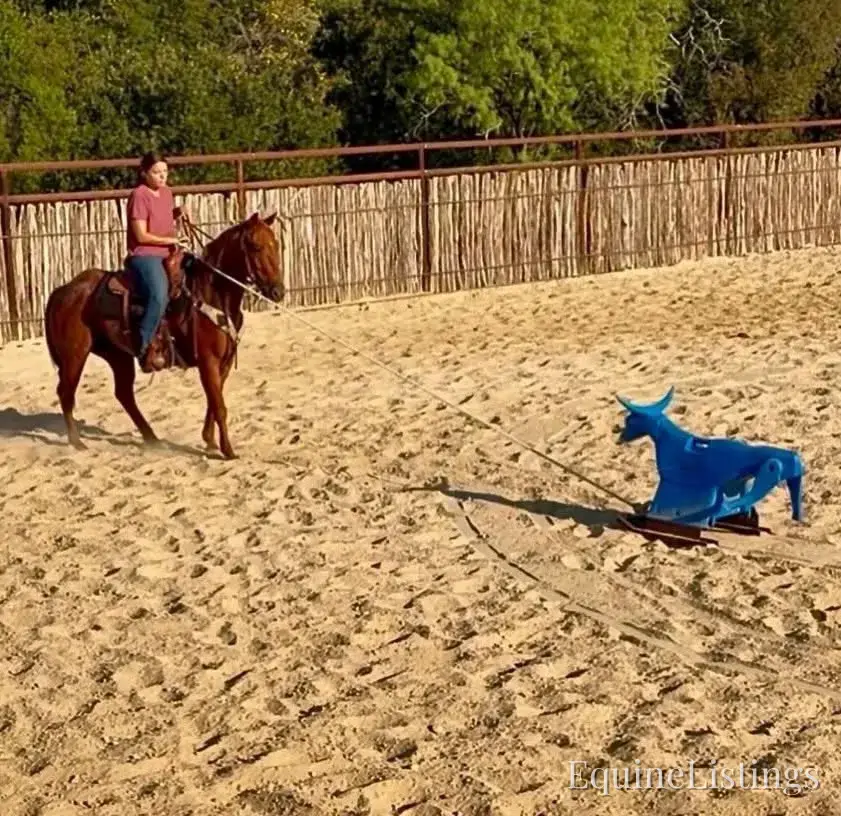 Smarty Red Roan Gelding Other Breed - Photo 10