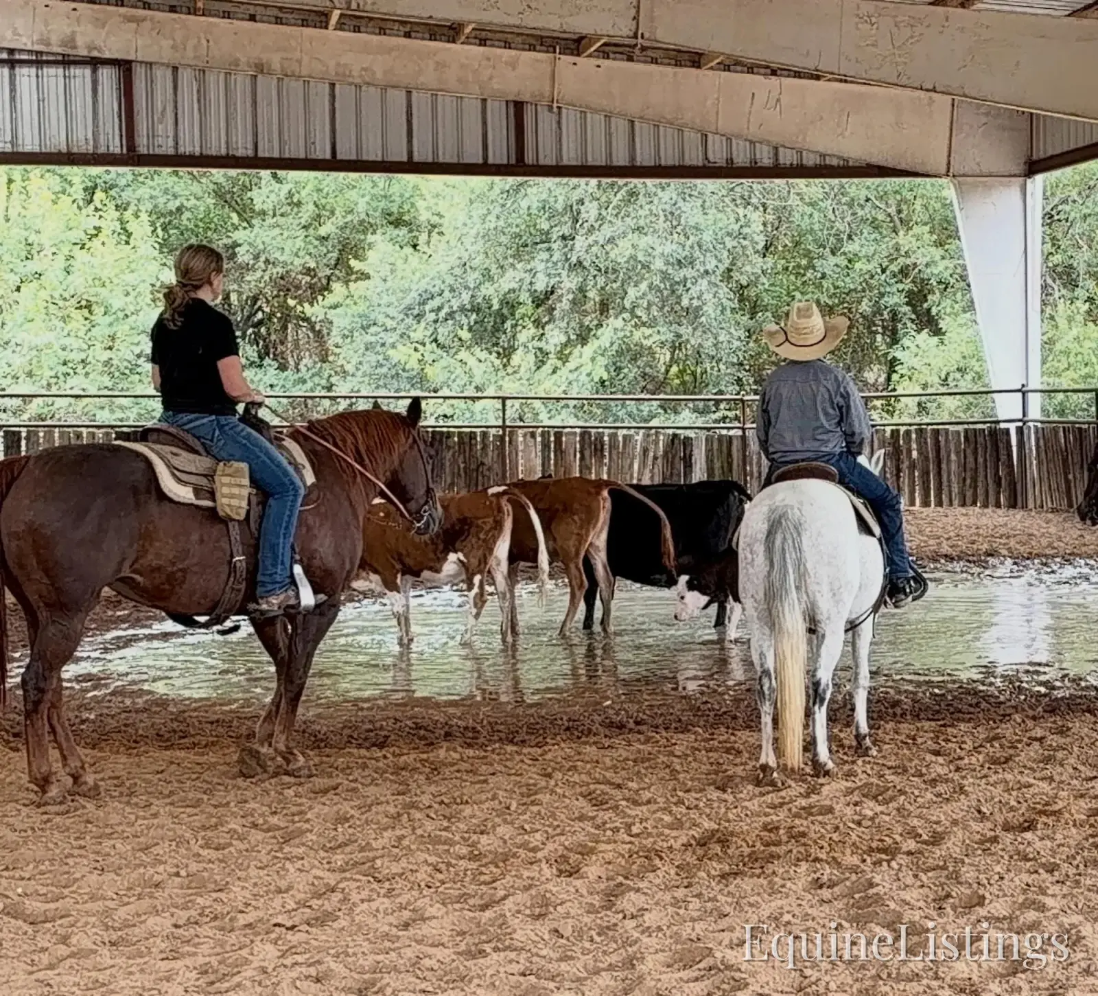 Miss Piggy Mare Other Breed - Photo 2