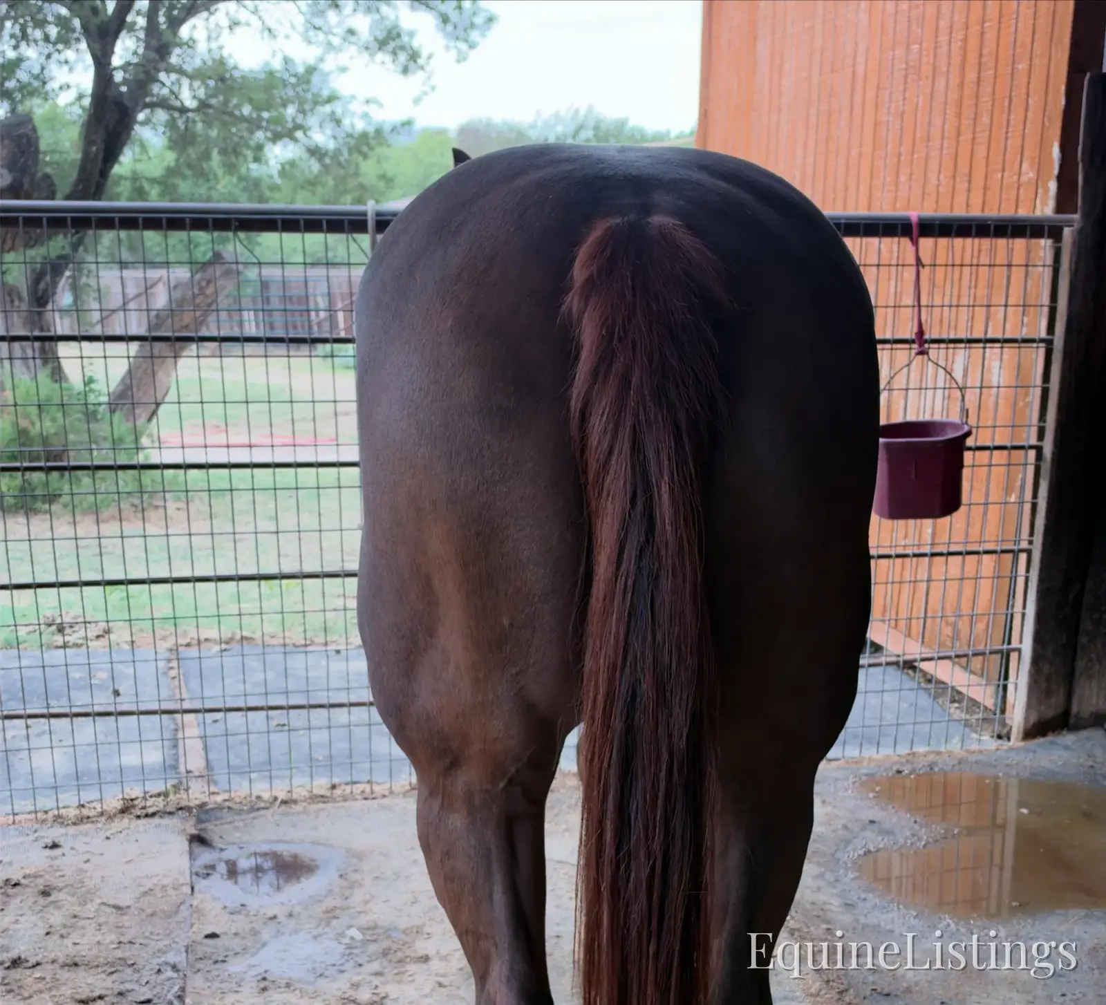 Miss Piggy Mare Other Breed - Photo 3
