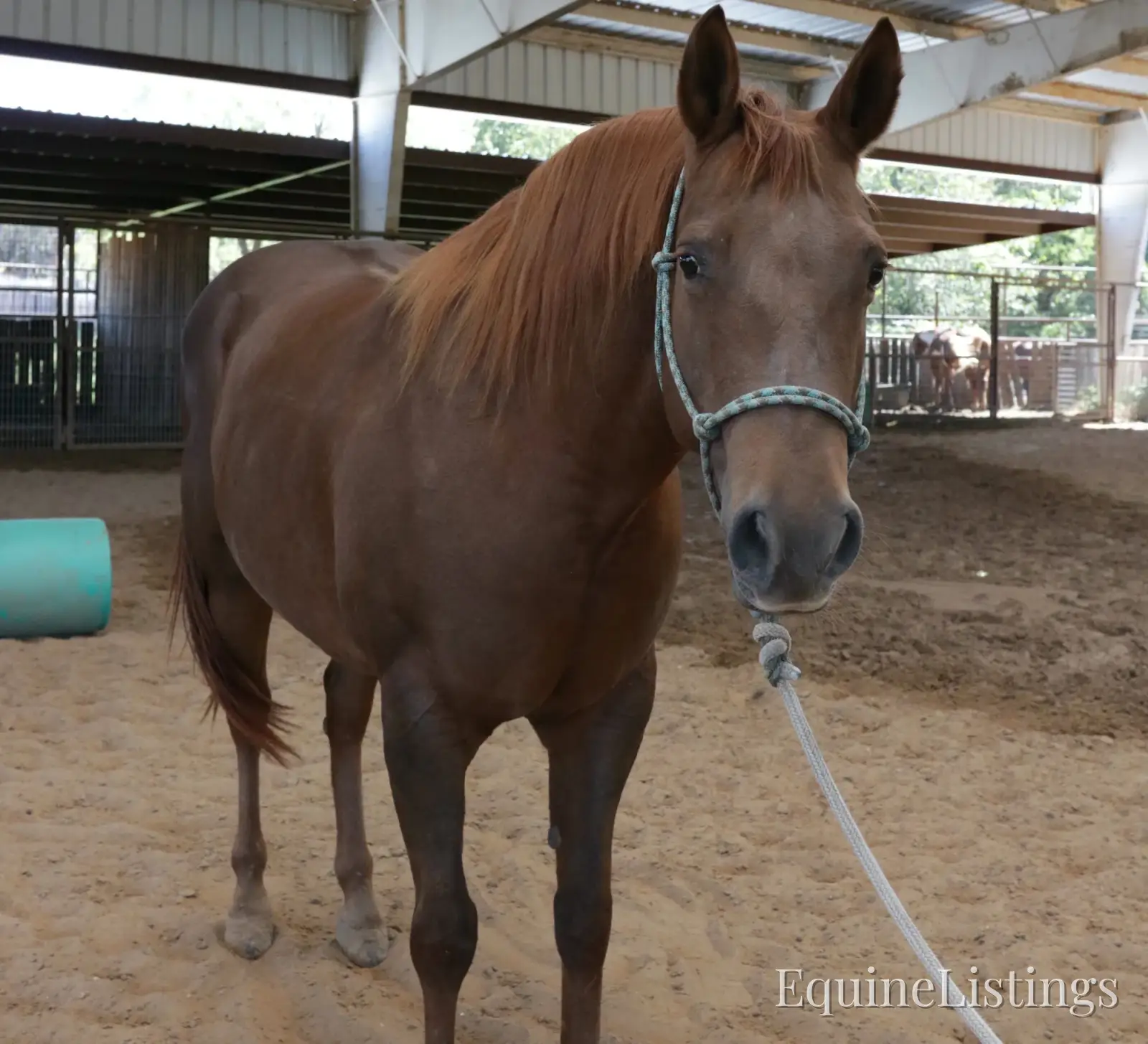 Miss Piggy Mare Other Breed - Photo 4