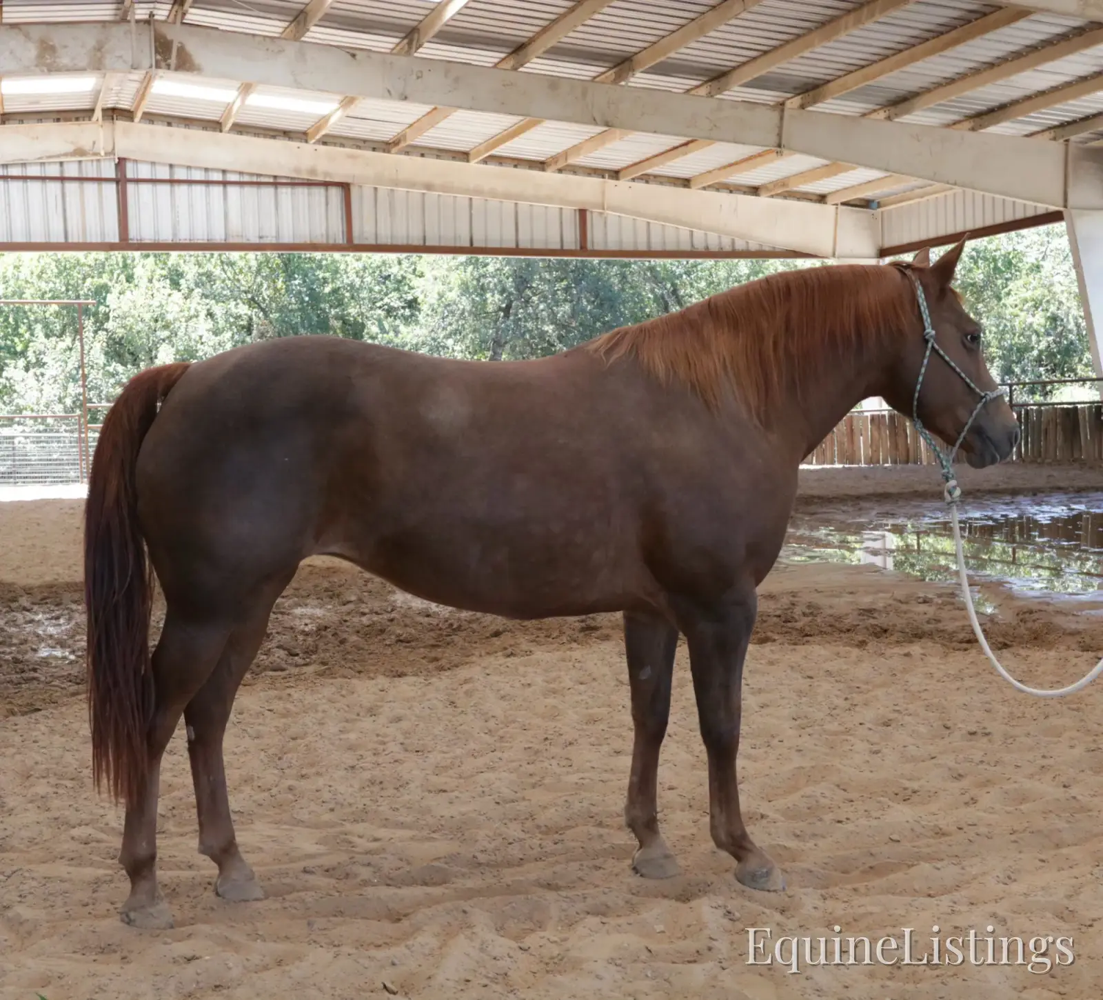 Miss Piggy Mare Other Breed - Photo 5