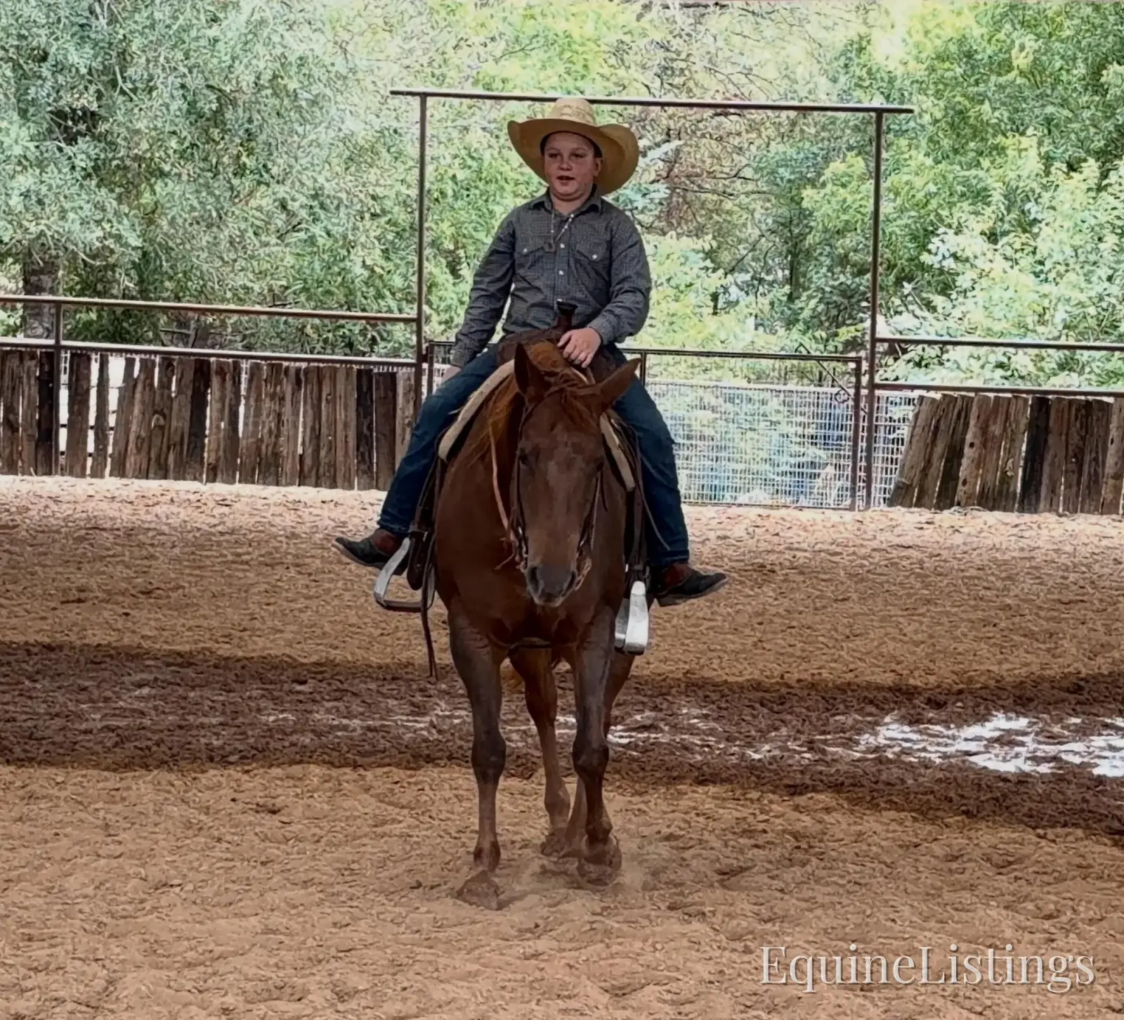 Miss Piggy Mare Other Breed - Photo 6