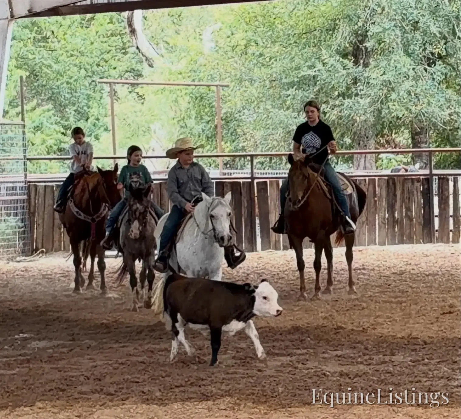 Miss Piggy Mare Other Breed - Photo 7