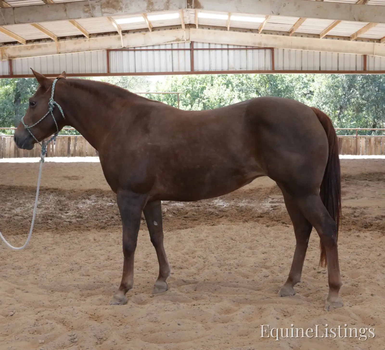 Miss Piggy Mare Other Breed - Photo 8