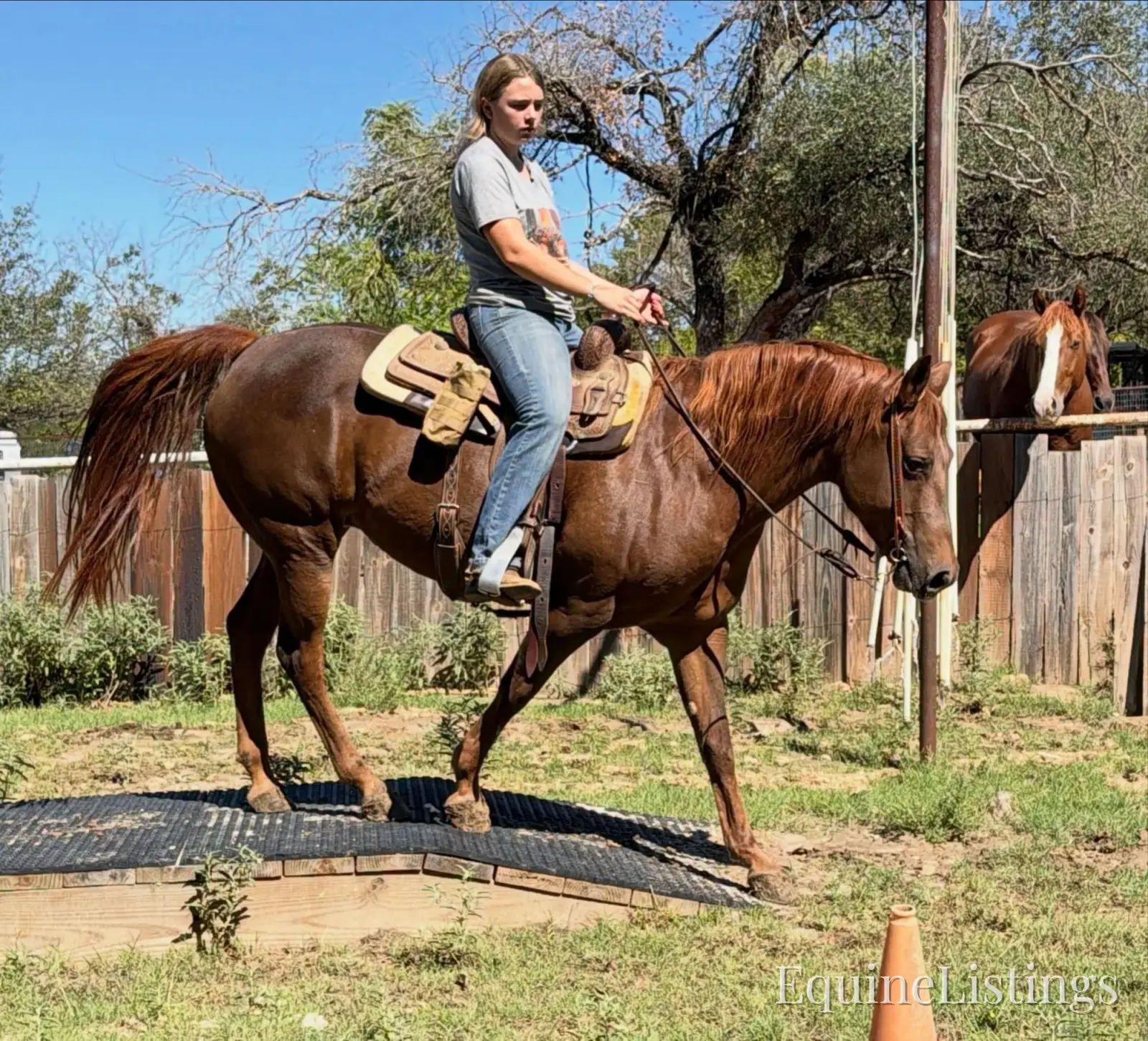 Miss Piggy Mare Other Breed - Photo 9