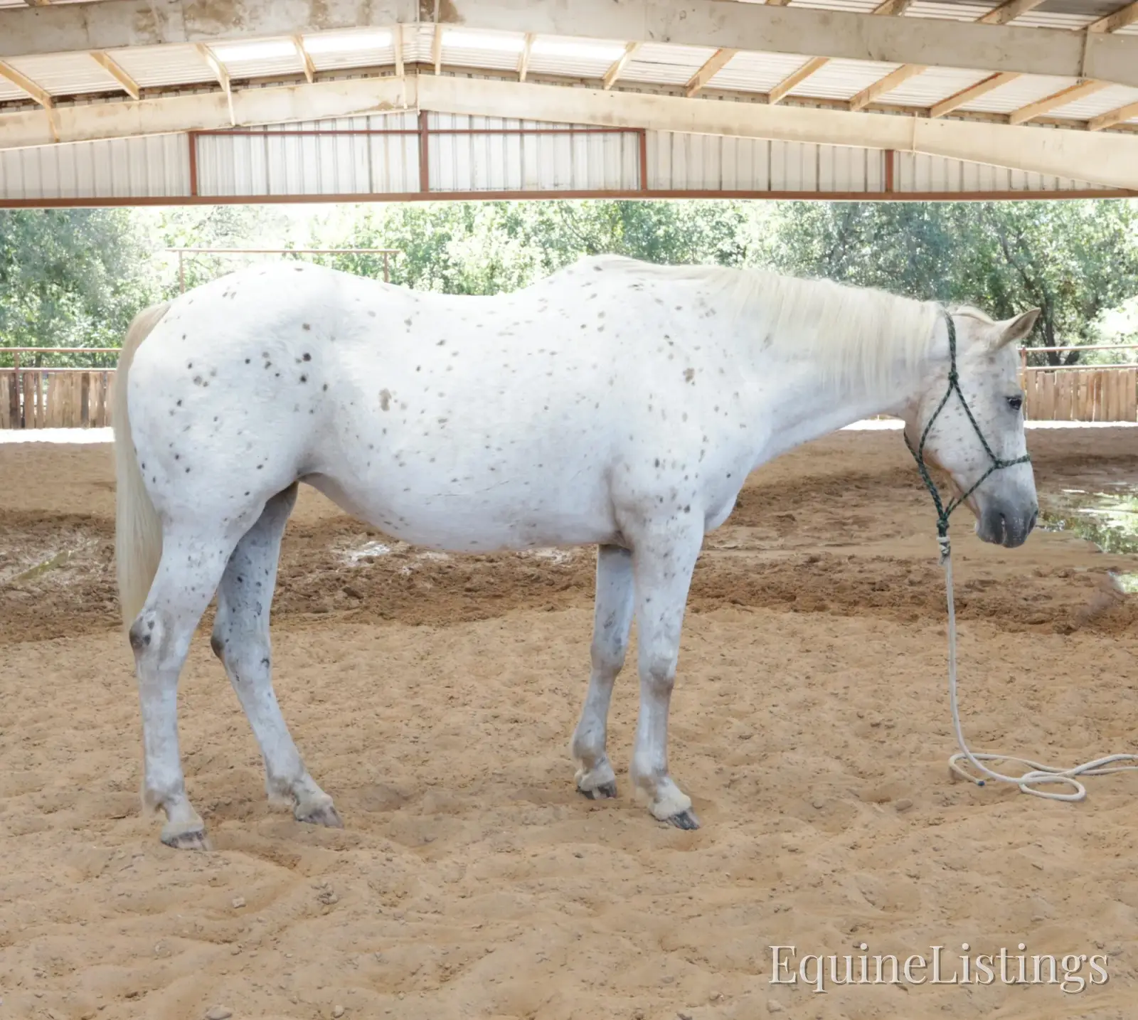 Opal Mare Other Breed