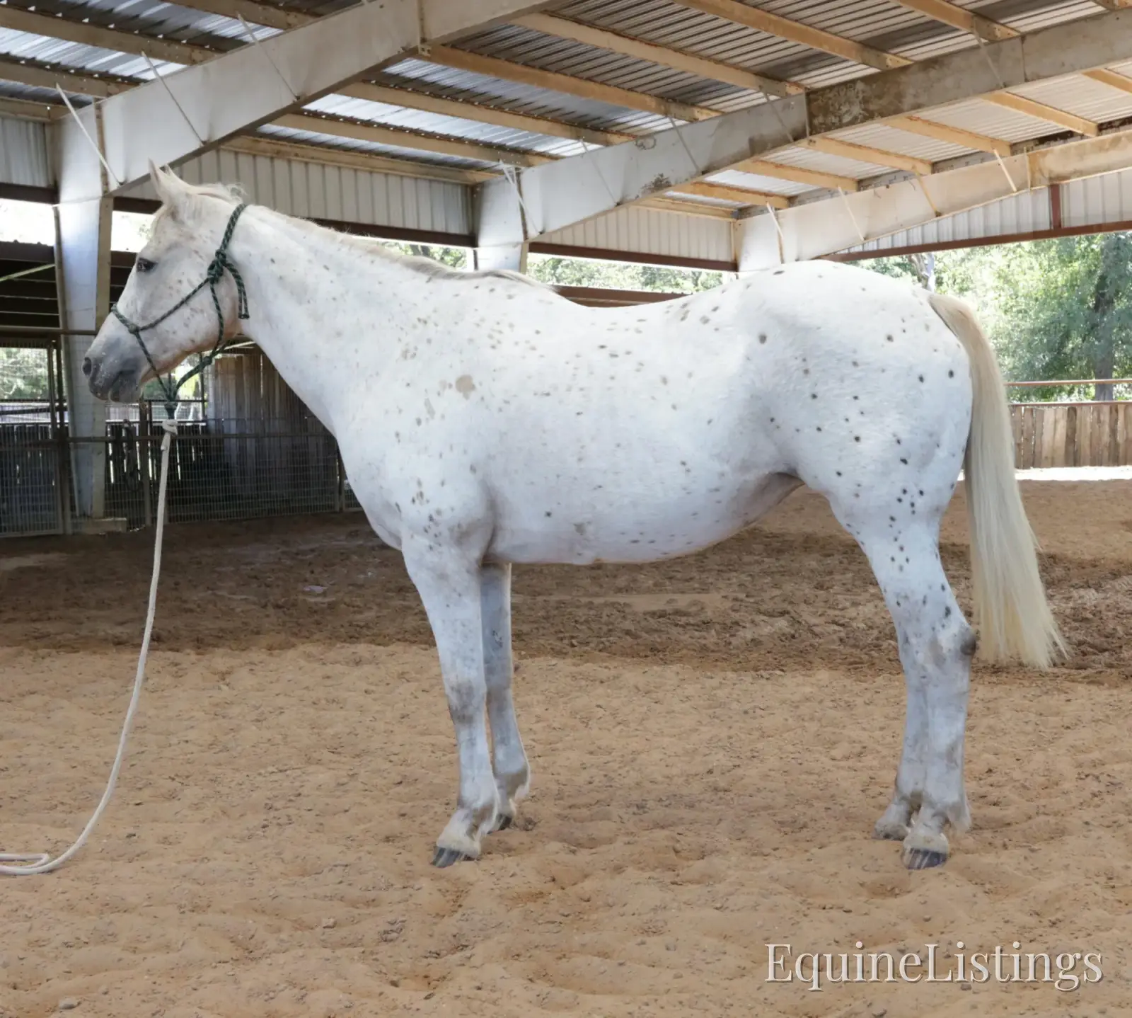 Opal Mare Other Breed - Photo 2