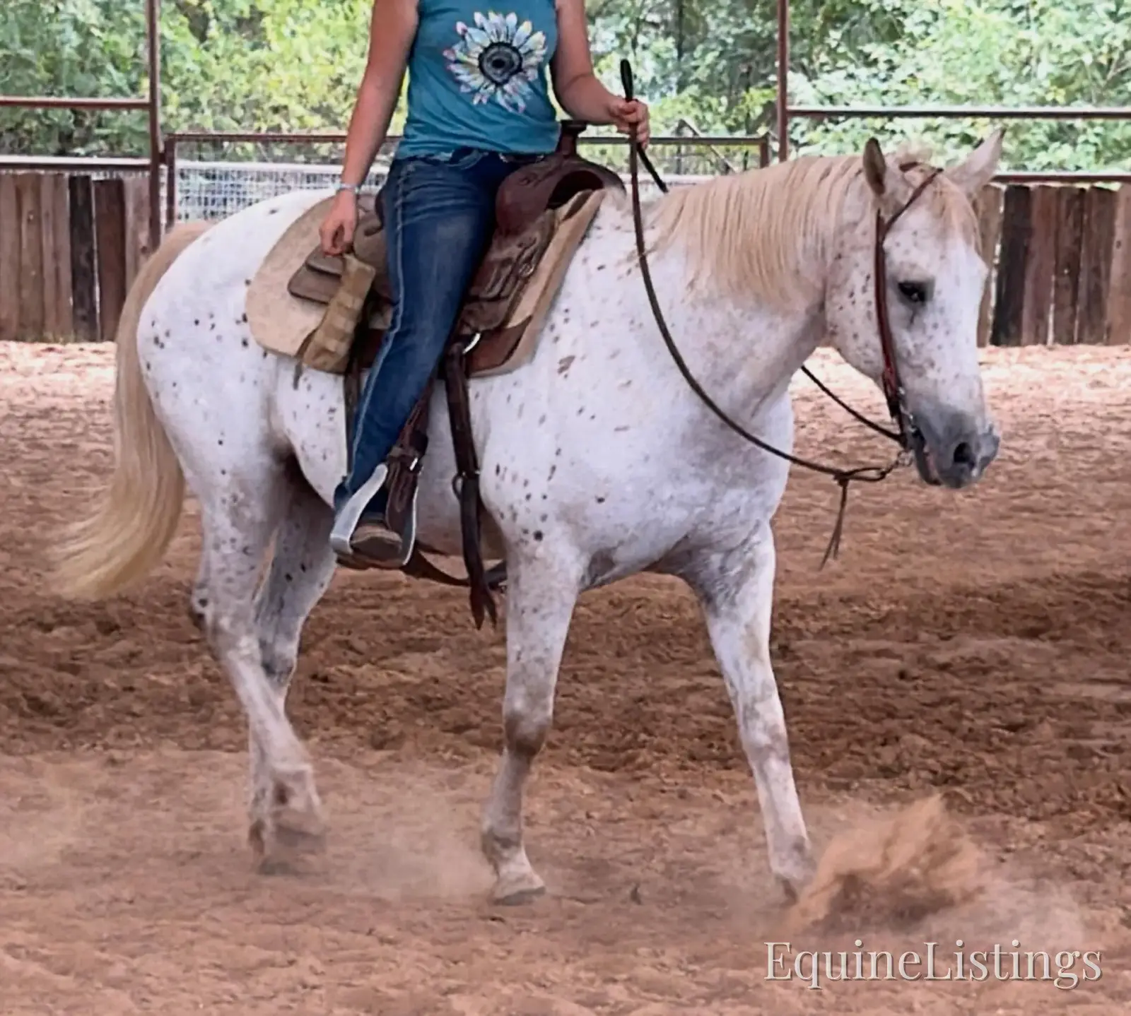 Opal Mare Other Breed - Photo 4