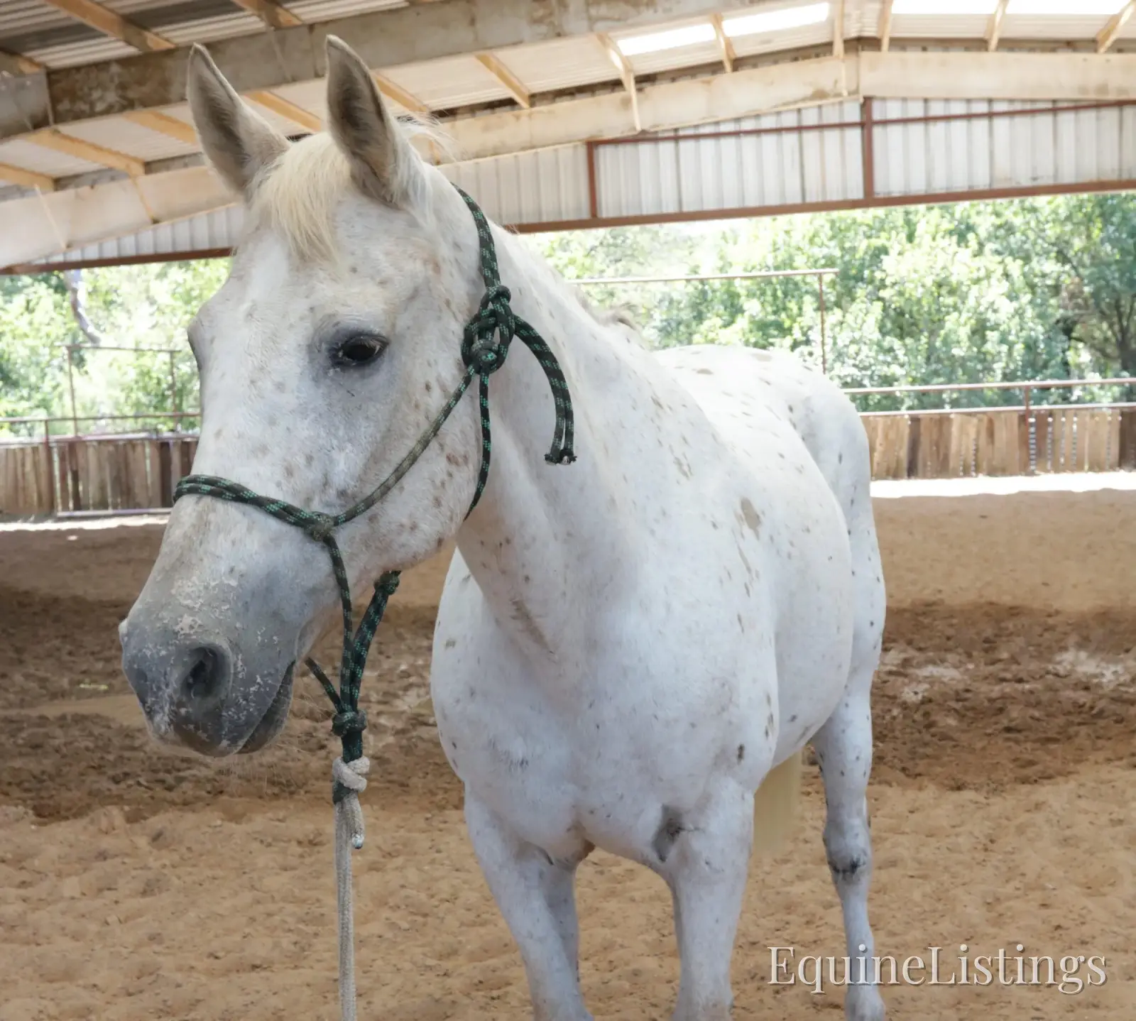 Opal Mare Other Breed - Photo 9