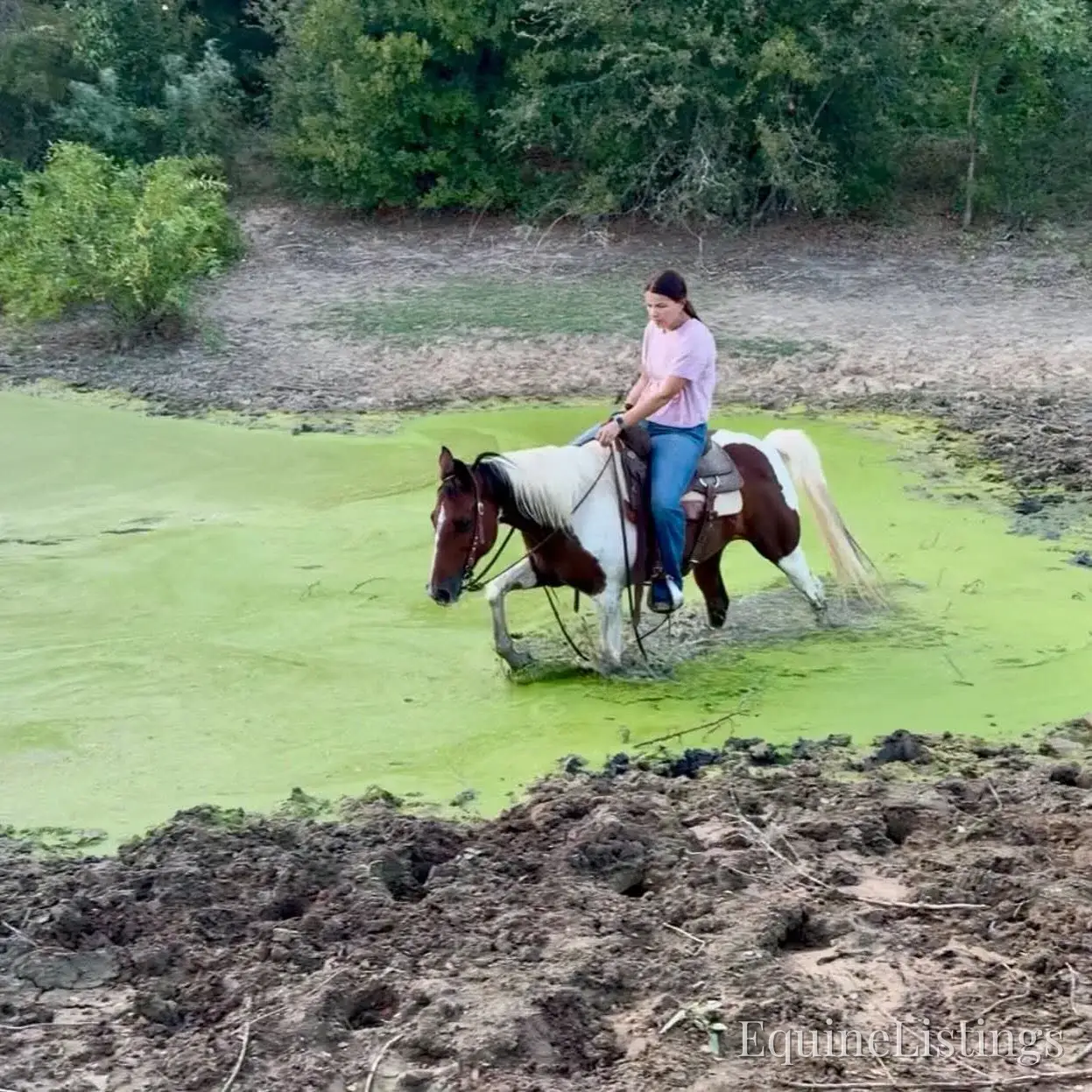 Josie Mare Paint - Photo 3