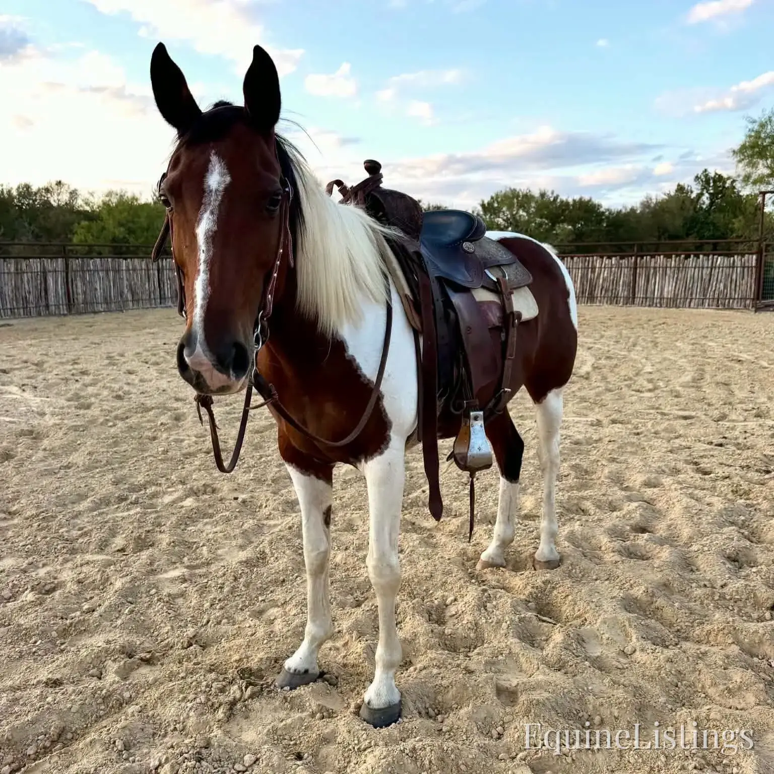 Josie Mare Paint - Photo 4