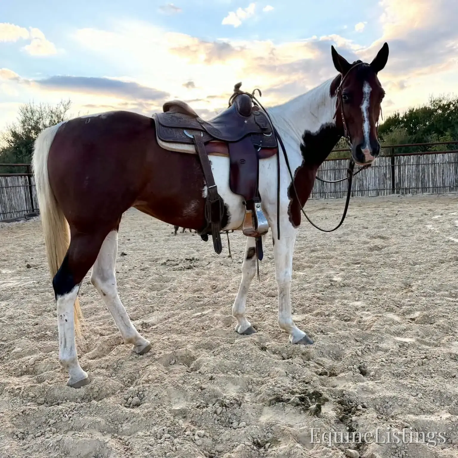Josie Mare Paint - Photo 6