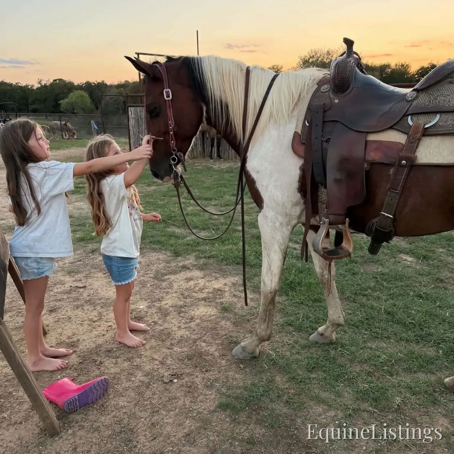 Josie Mare Paint - Photo 7
