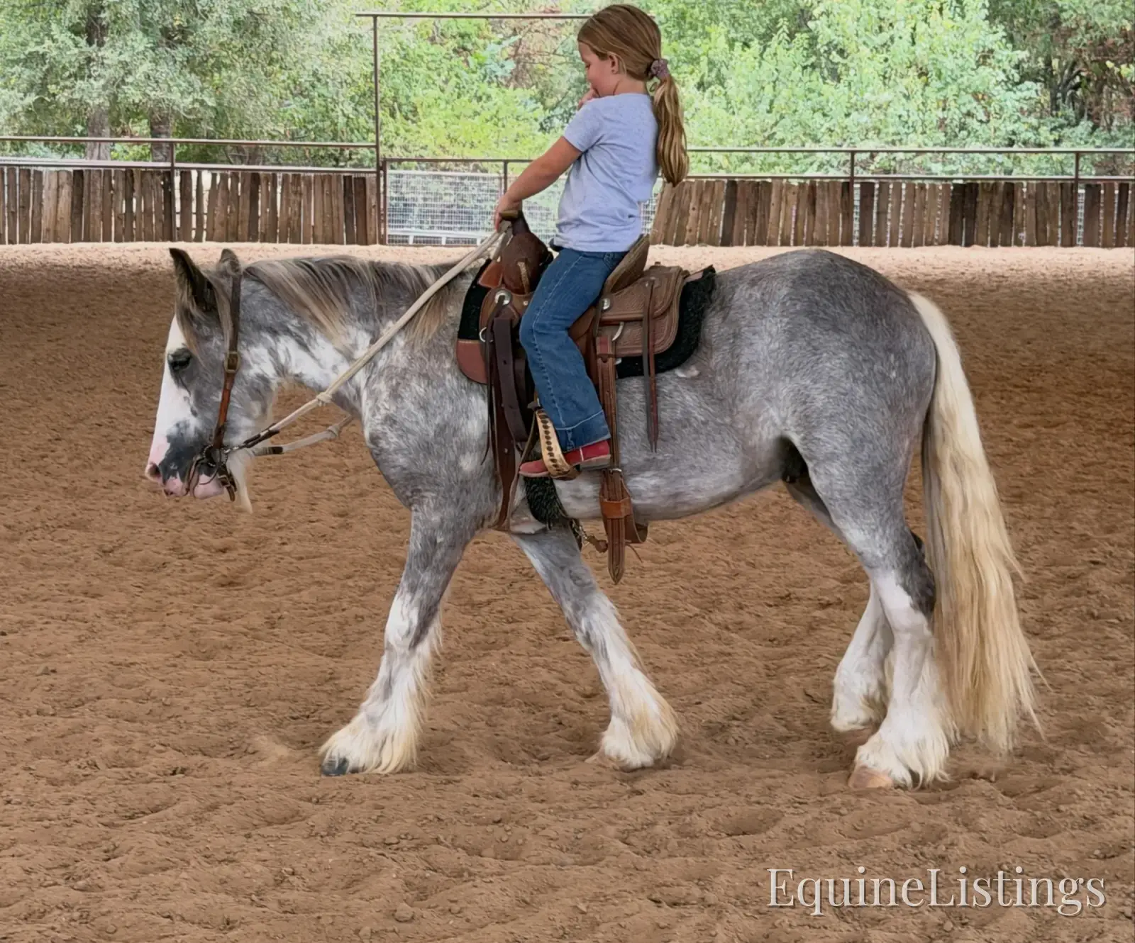 Cactus Gelding Other Breed