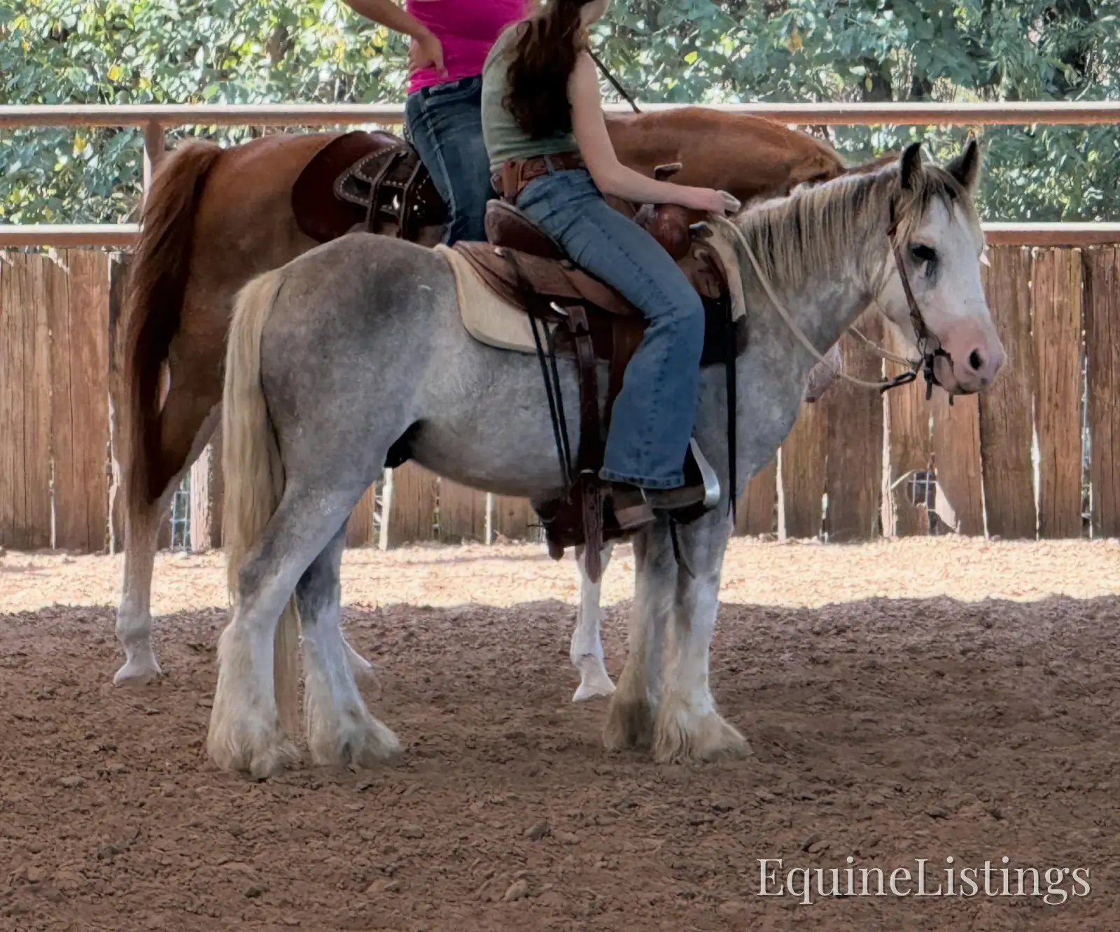 Cactus Gelding Other Breed - Photo 11