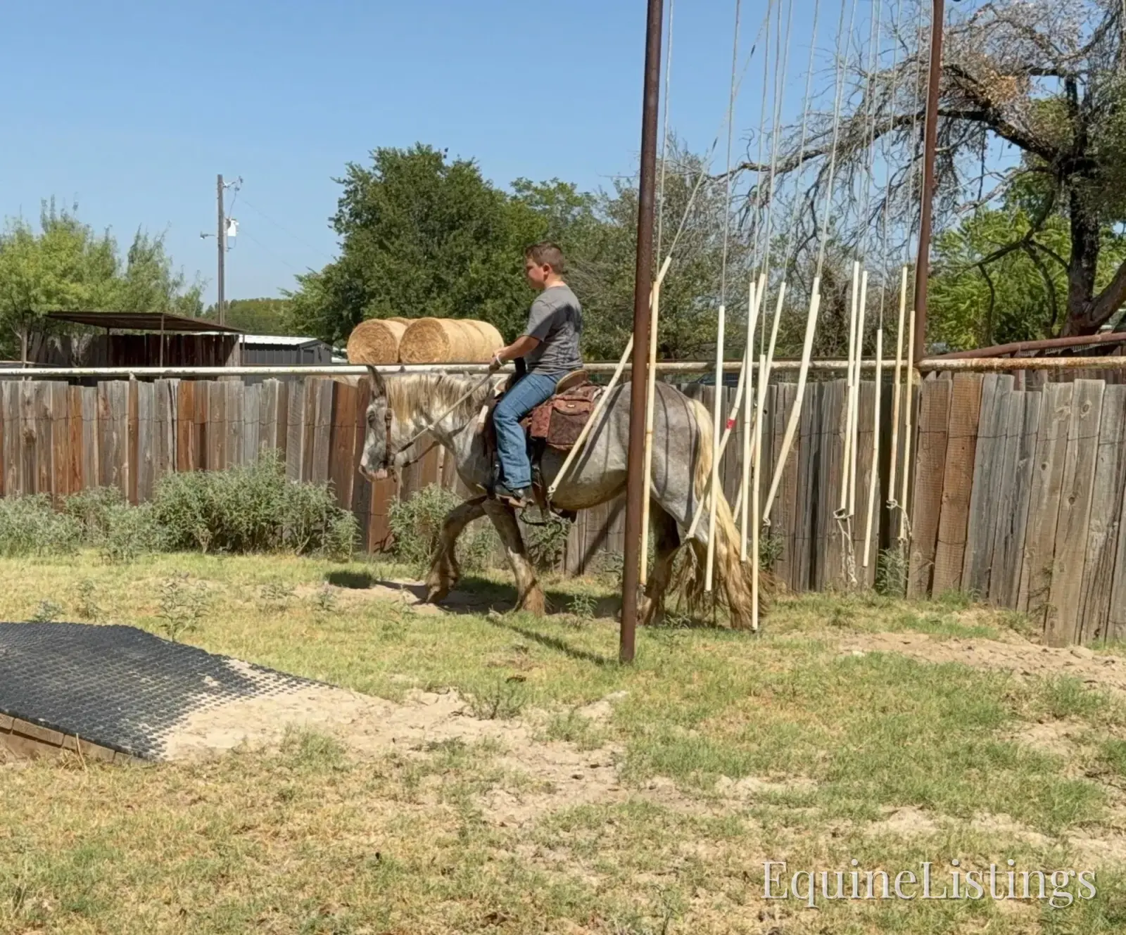Cactus Gelding Other Breed - Photo 12
