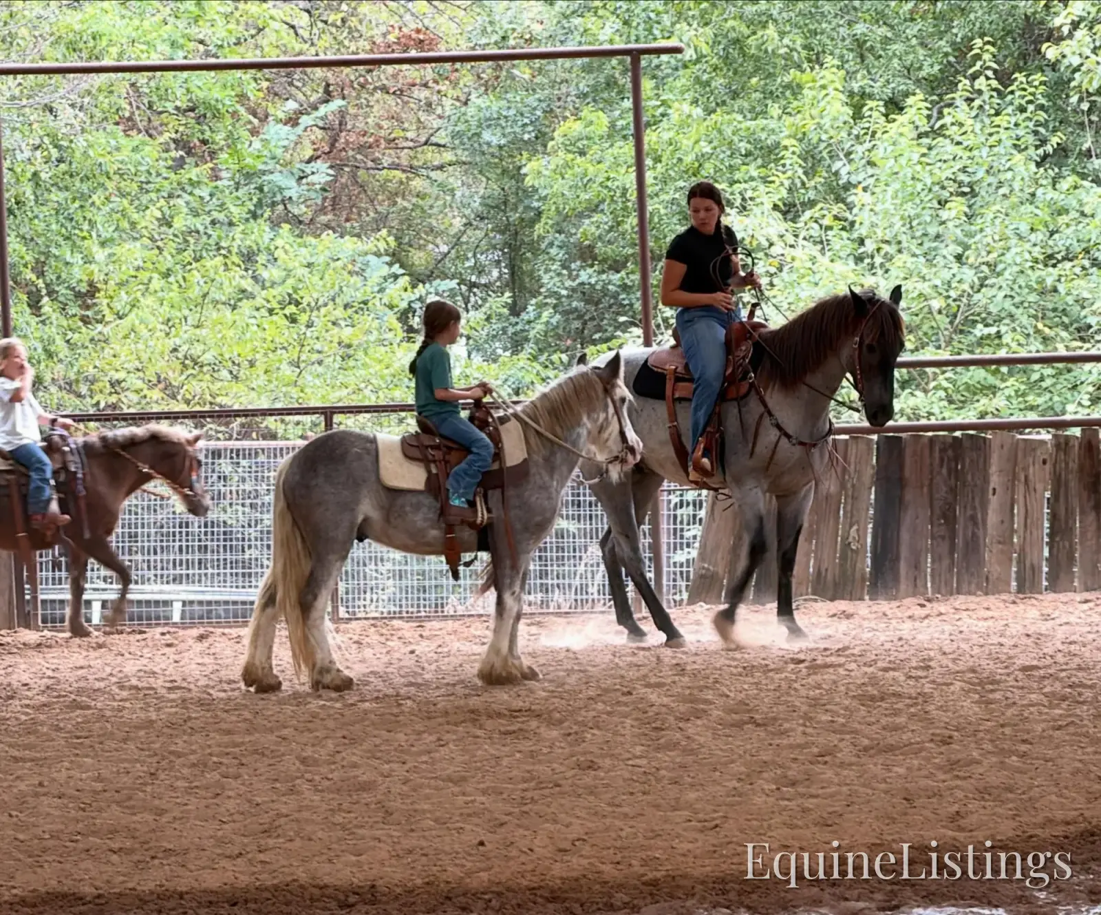 Cactus Gelding Other Breed - Photo 13