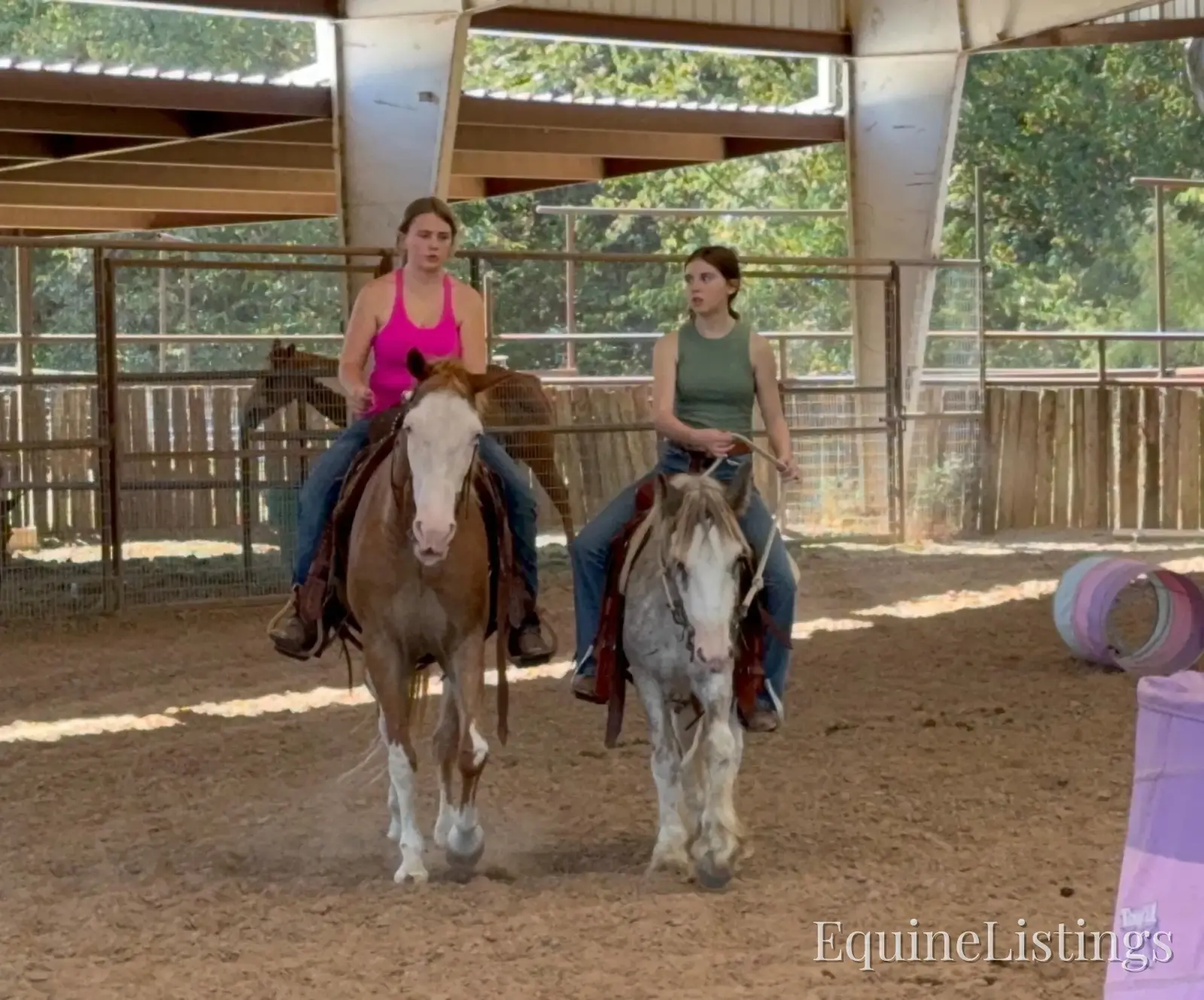 Cactus Gelding Other Breed - Photo 14