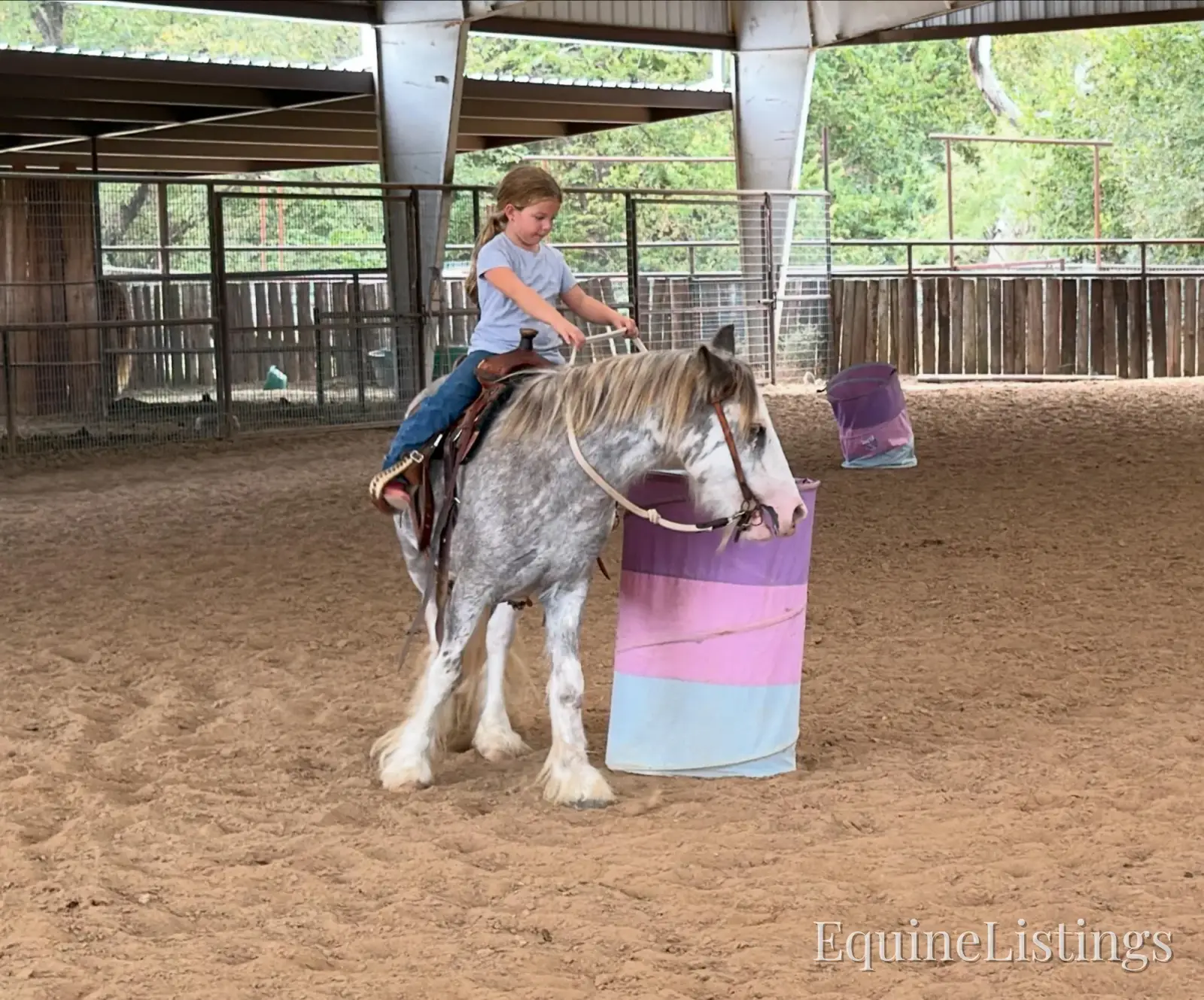 Cactus Gelding Other Breed - Photo 15