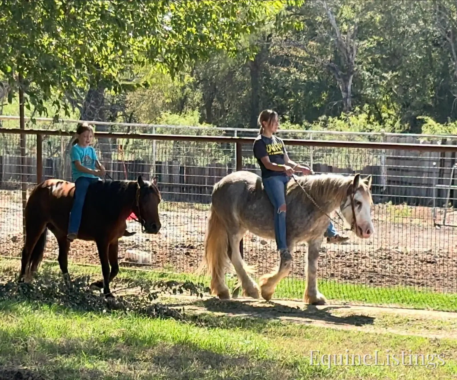 Cactus Gelding Other Breed - Photo 16