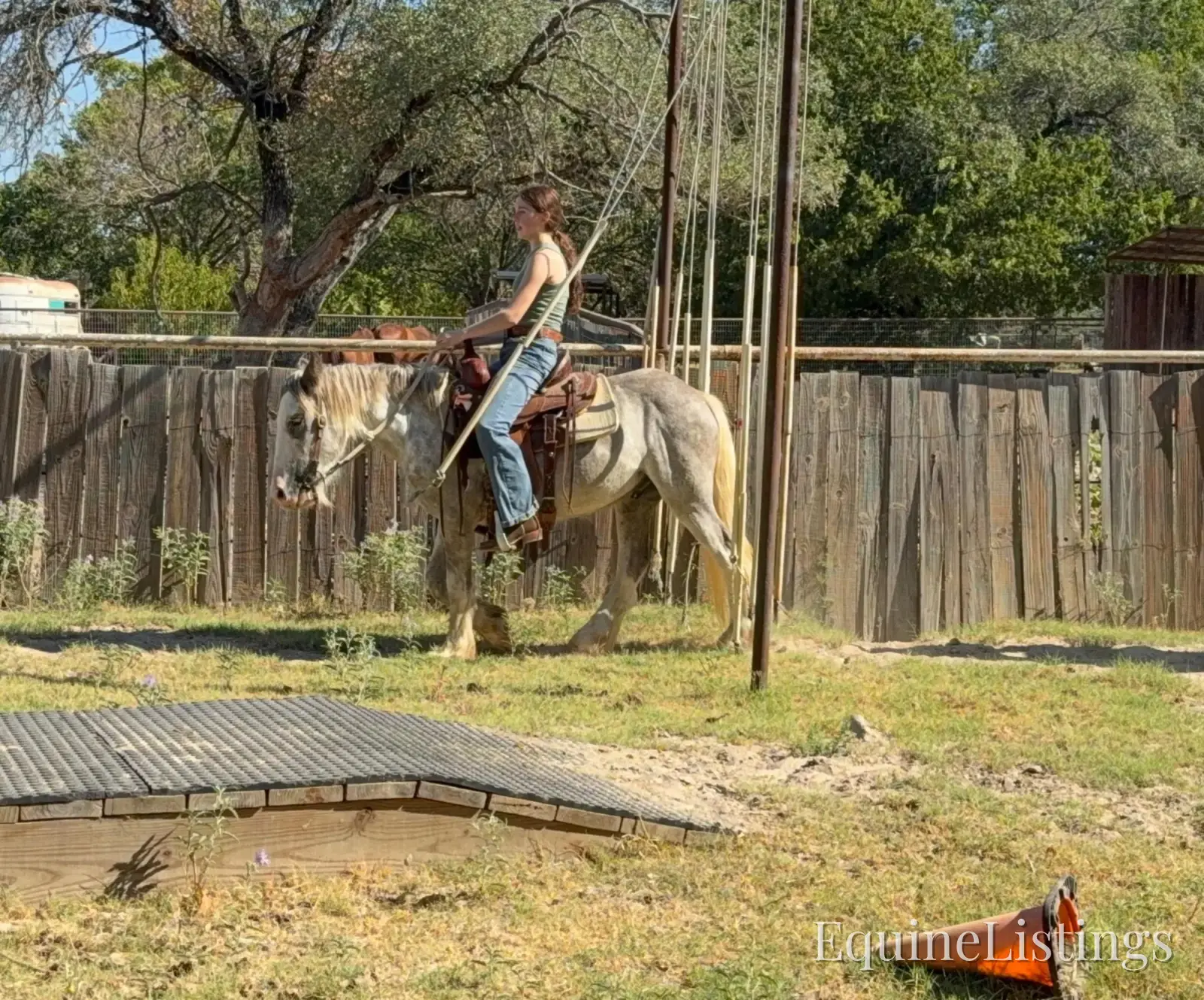 Cactus Gelding Other Breed - Photo 17
