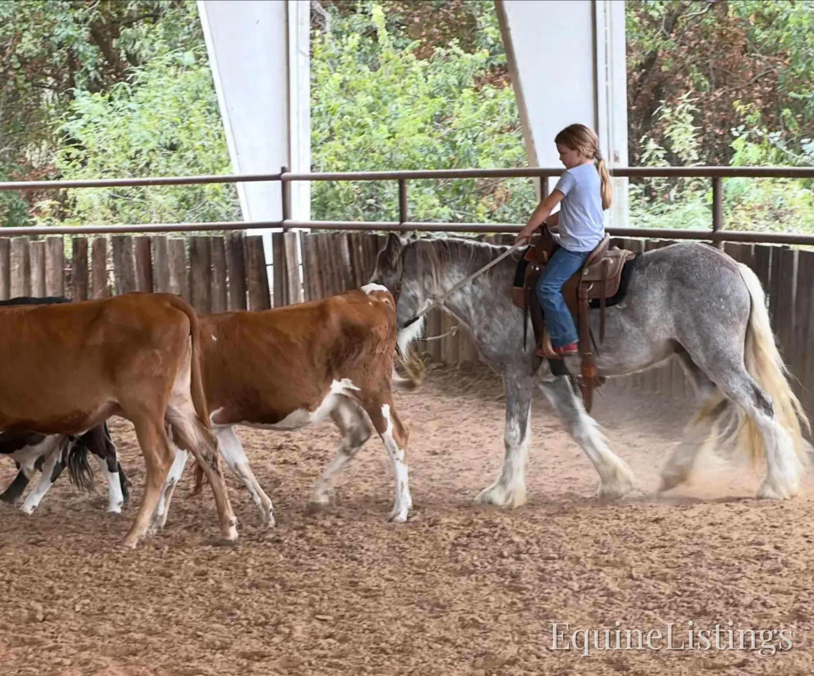 Cactus Gelding Other Breed - Photo 18
