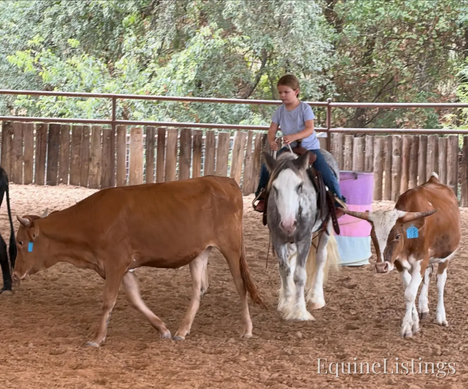 Cactus Gelding Other Breed - Photo 19