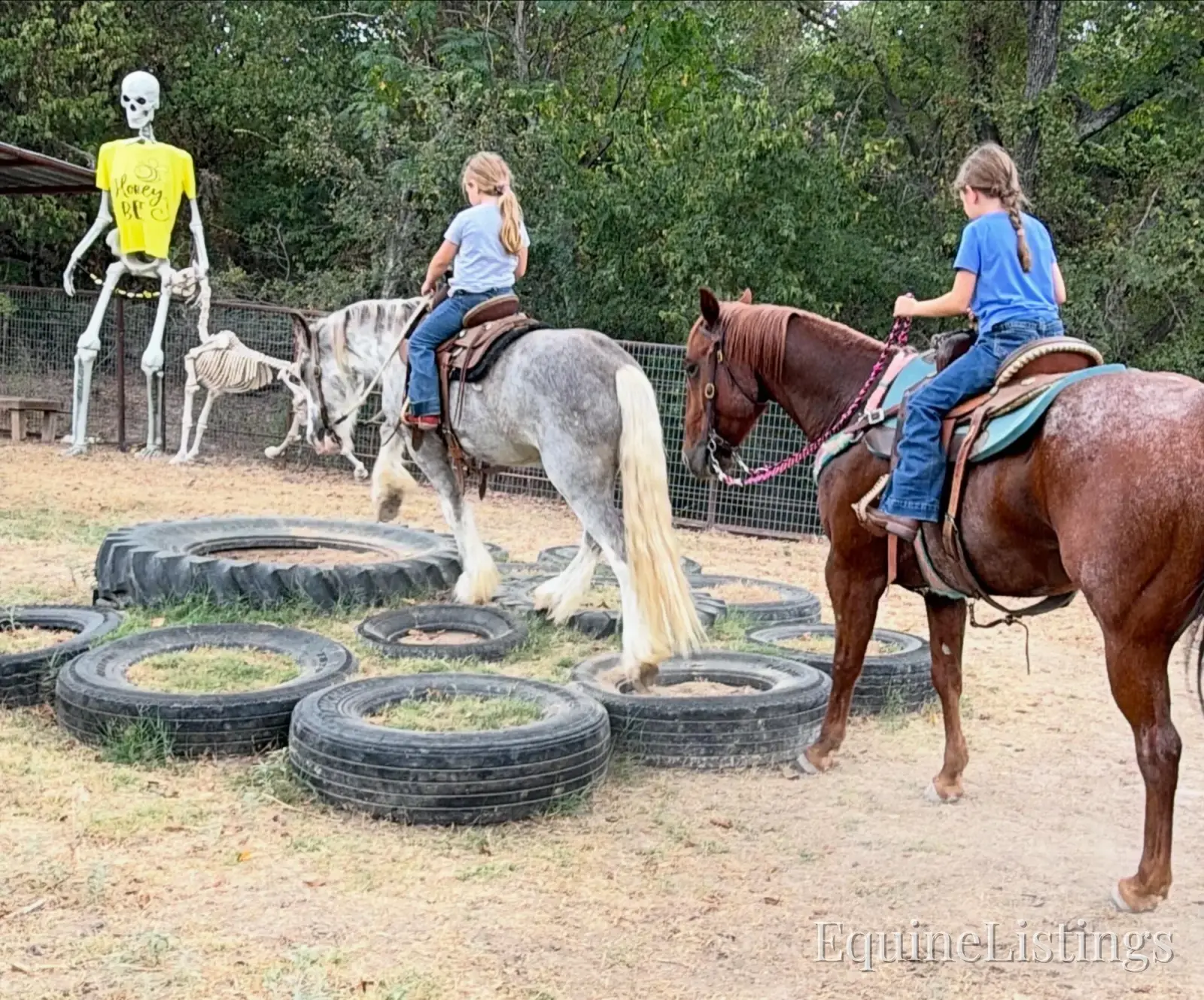 Cactus Gelding Other Breed - Photo 20