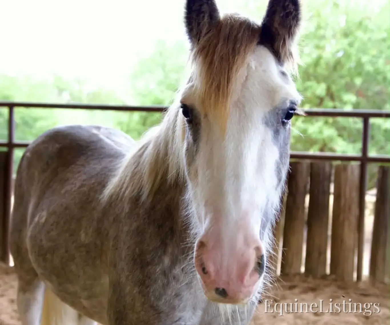 Cactus Gelding Other Breed - Photo 2