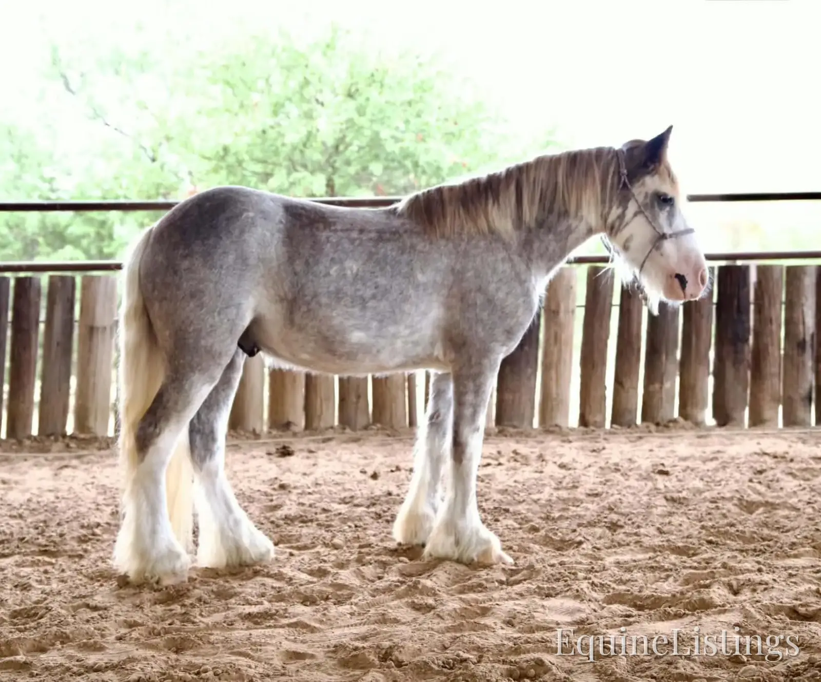 Cactus Gelding Other Breed - Photo 3