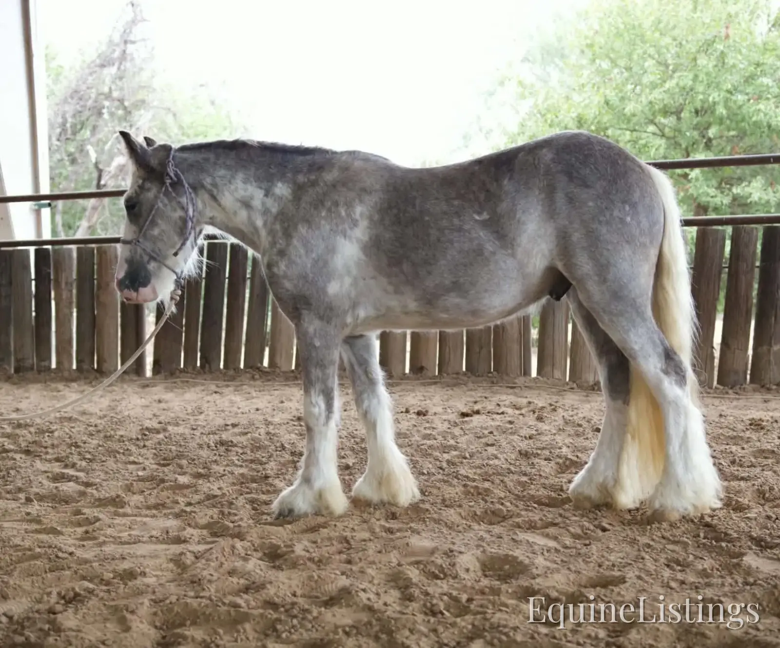 Cactus Gelding Other Breed - Photo 4