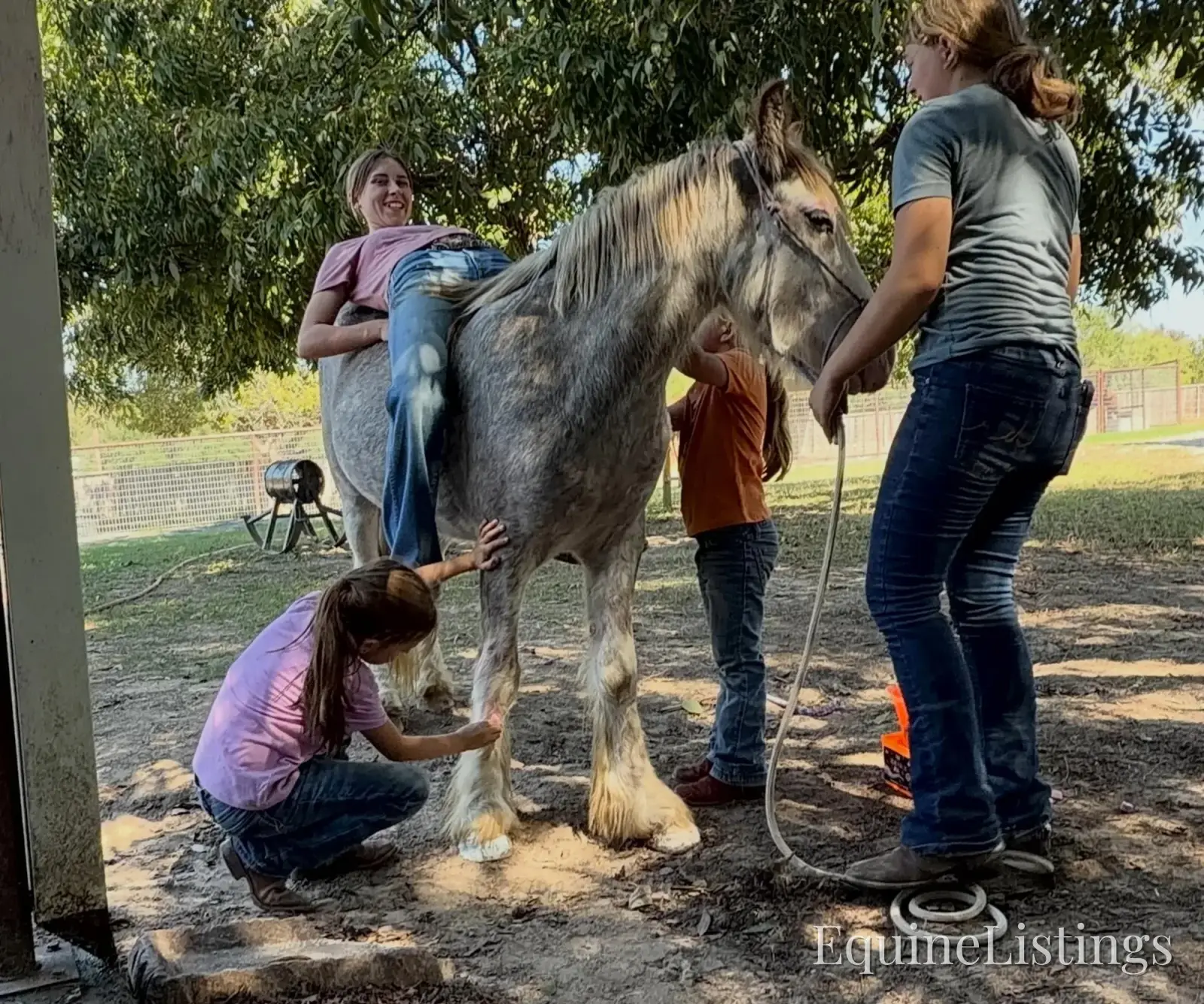 Cactus Gelding Other Breed - Photo 5