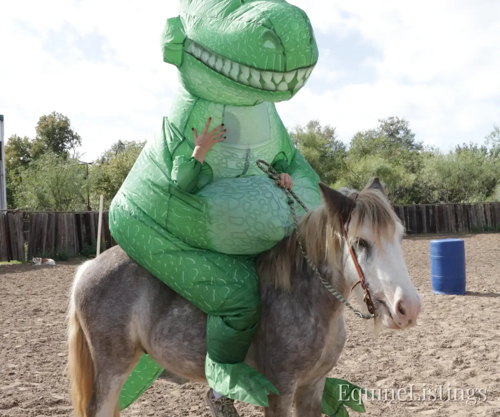 Cactus Gelding Other Breed - Photo 8