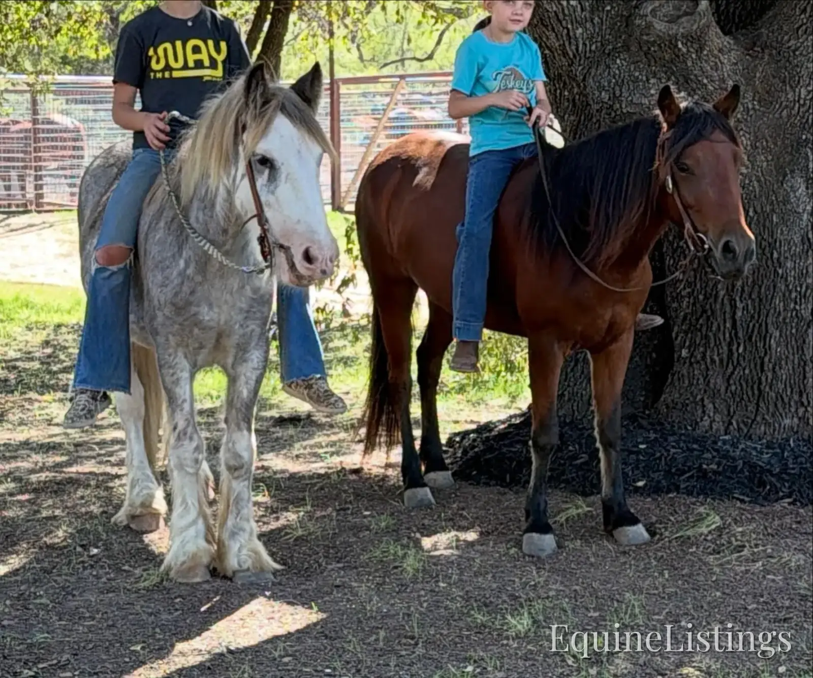 Cactus Gelding Other Breed - Photo 9