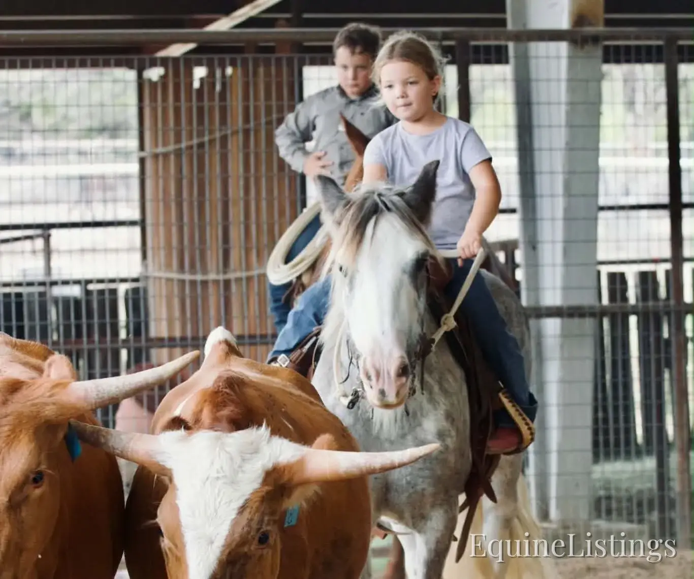 Cactus Gelding Other Breed - Photo 10