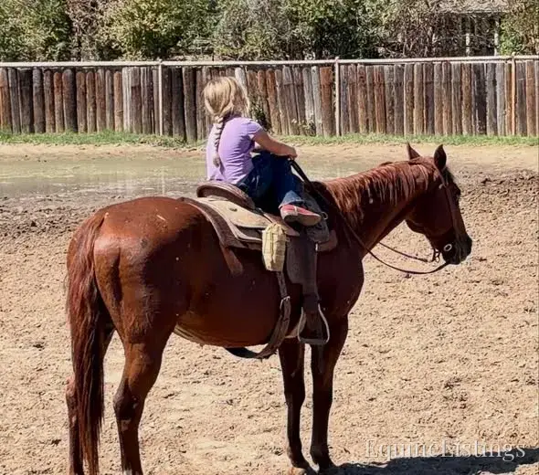 Birdy Gelding Other Breed