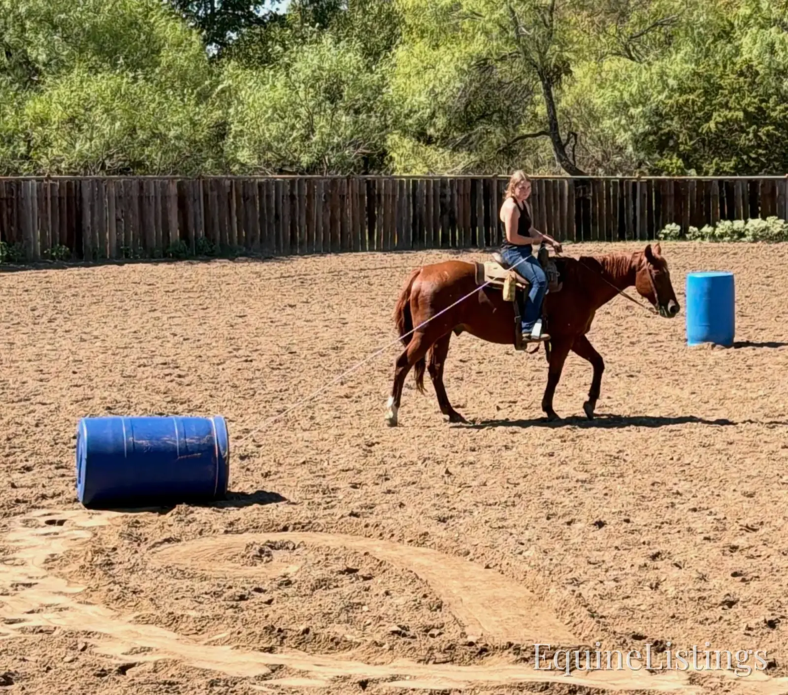 Birdy Gelding Other Breed - Photo 11