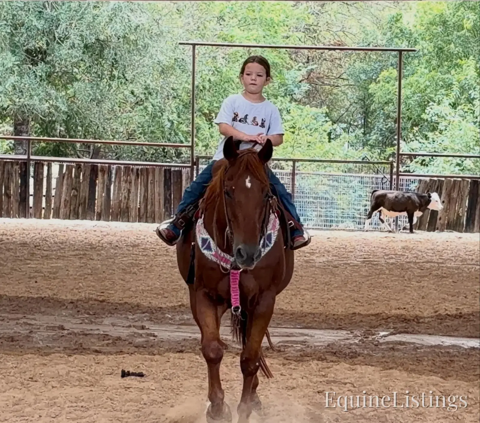 Birdy Gelding Other Breed - Photo 2