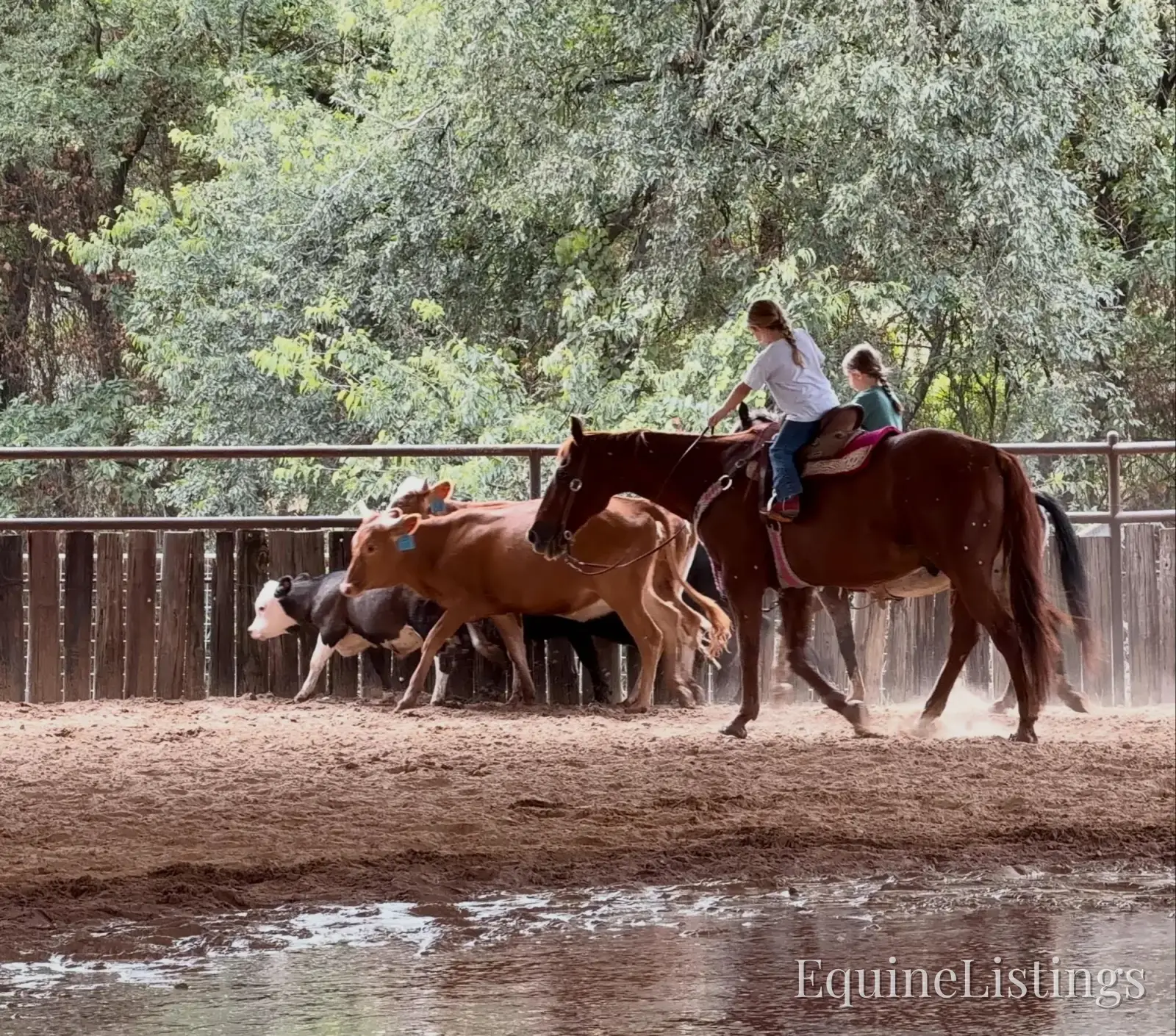 Birdy Gelding Other Breed - Photo 3
