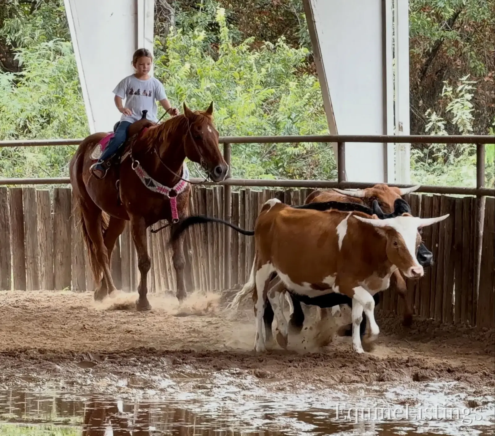 Birdy Gelding Other Breed - Photo 5
