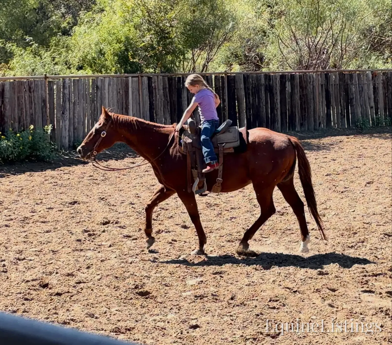 Birdy Gelding Other Breed - Photo 6