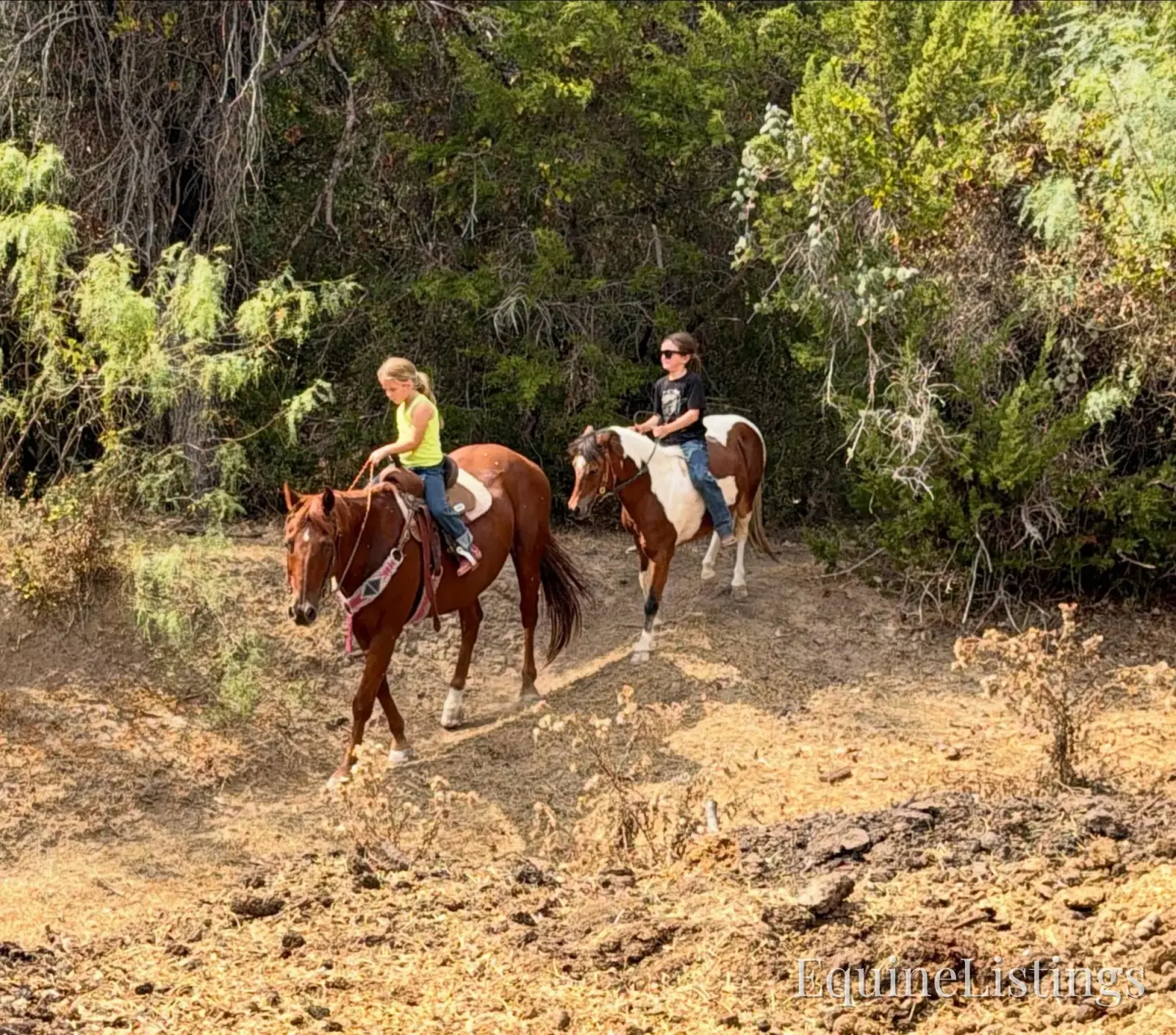 Birdy Gelding Other Breed - Photo 7