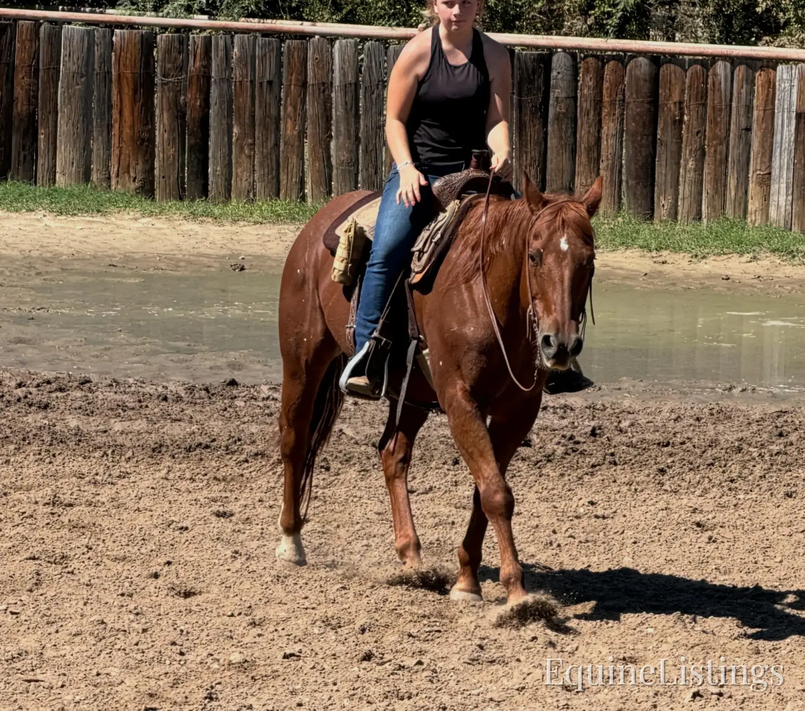 Birdy Gelding Other Breed - Photo 8