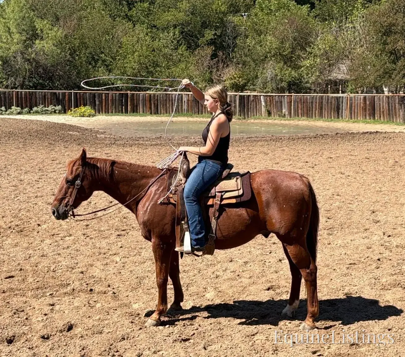 Birdy Gelding Other Breed - Photo 9